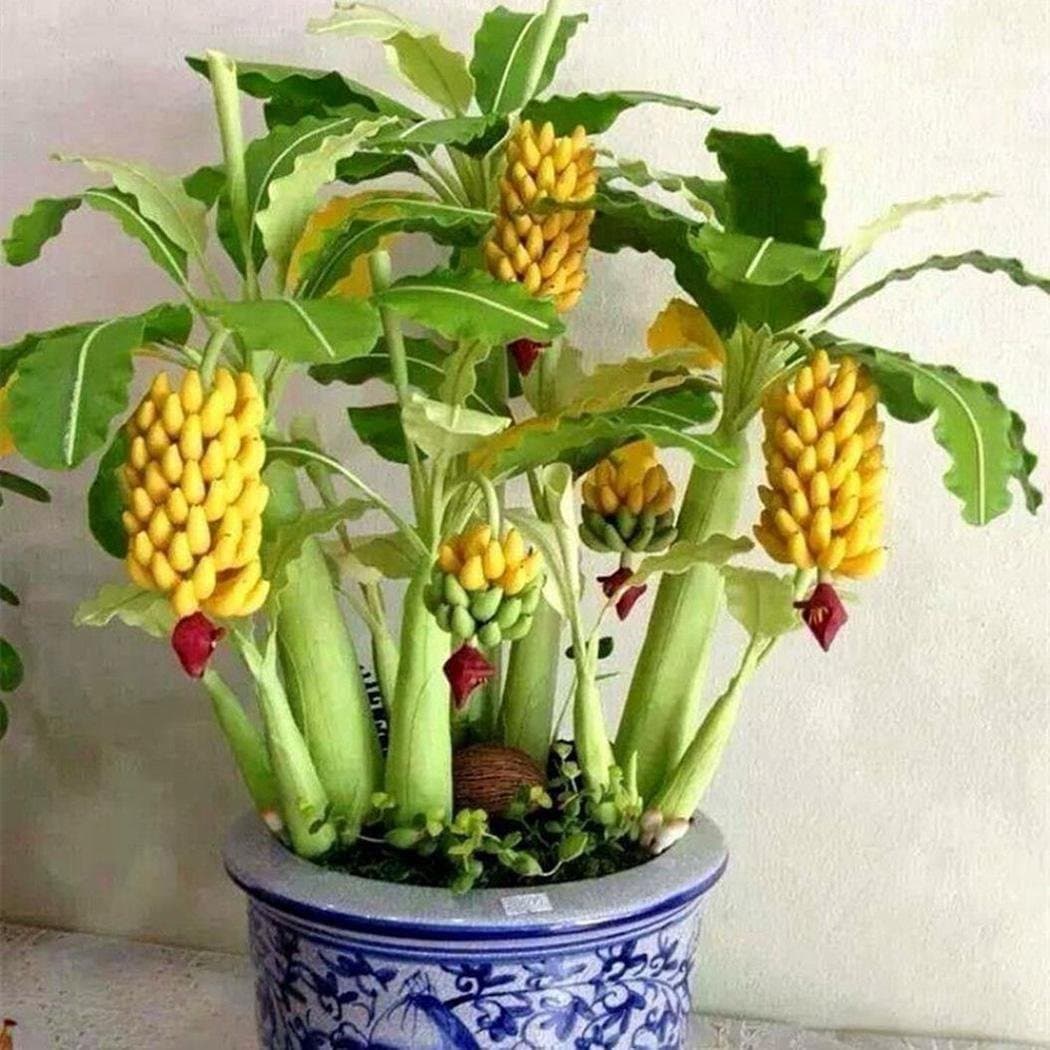 New Rare Dwarf Banana Tree Seeds Mini Bonsai Fruit Exotic Home Garden Plants