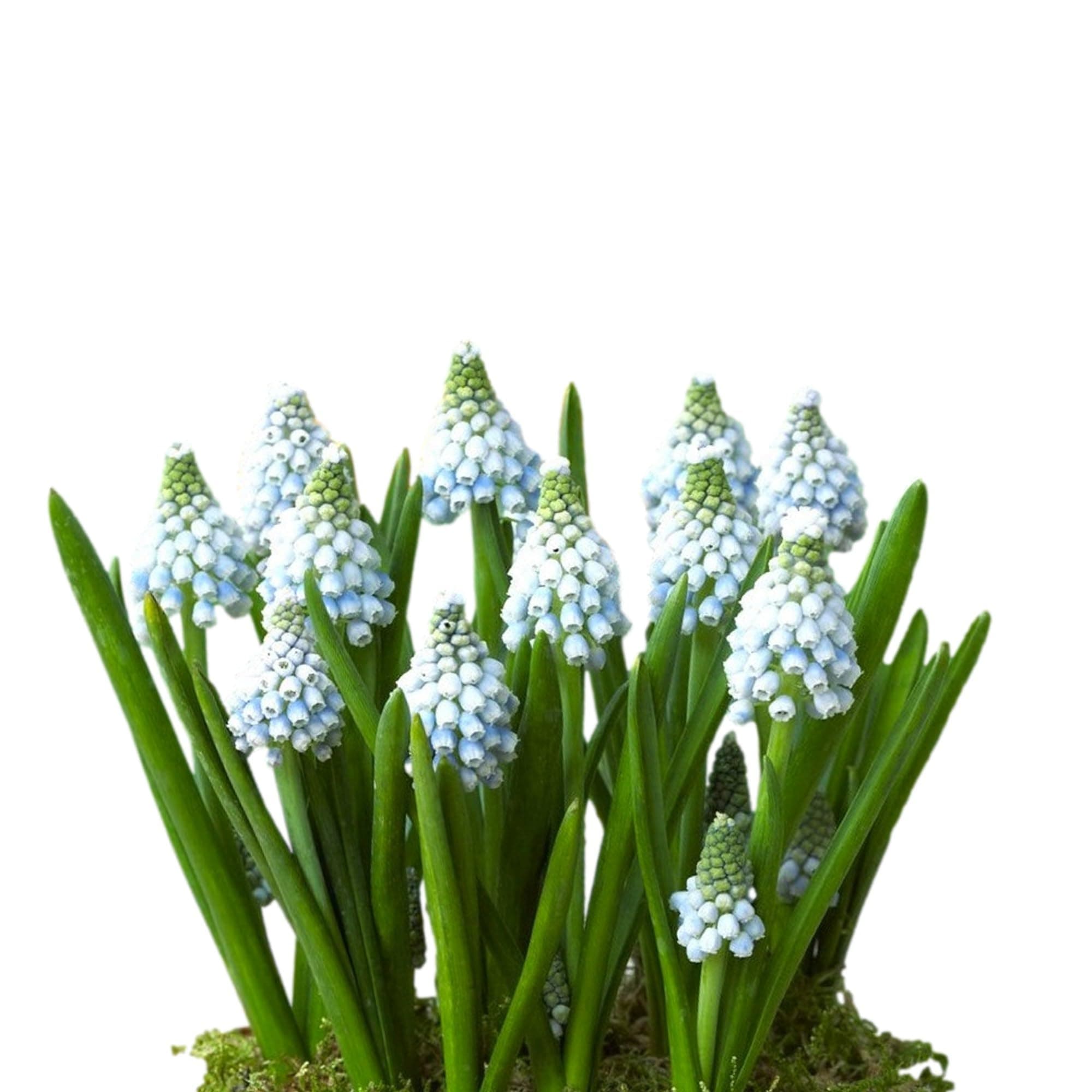 Easy to Grow Grape Hyacinth Muscari 'Ocean Magic' Plant Bulbs (10 Pack) - Brilliant Blue & White Flowering Blooms in Spring Gardens