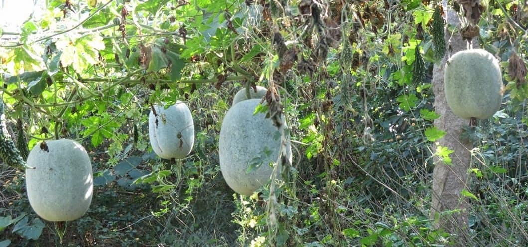 Benincasa Hispida, Ash Gourd,White Wax Winter Melon, 15 Seeds