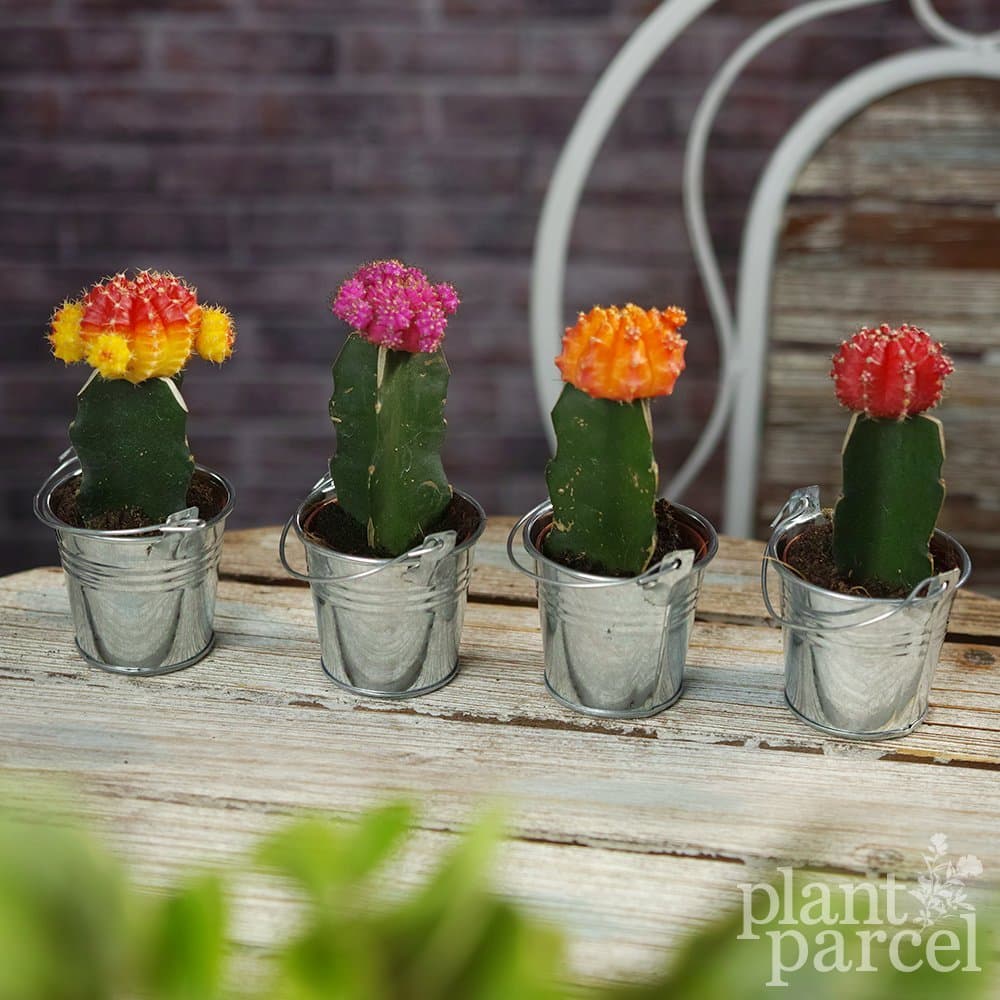 Disco Cactus Mix - House / Office Live Indoor Pot Plant - Ideal Wedding Favour Gift