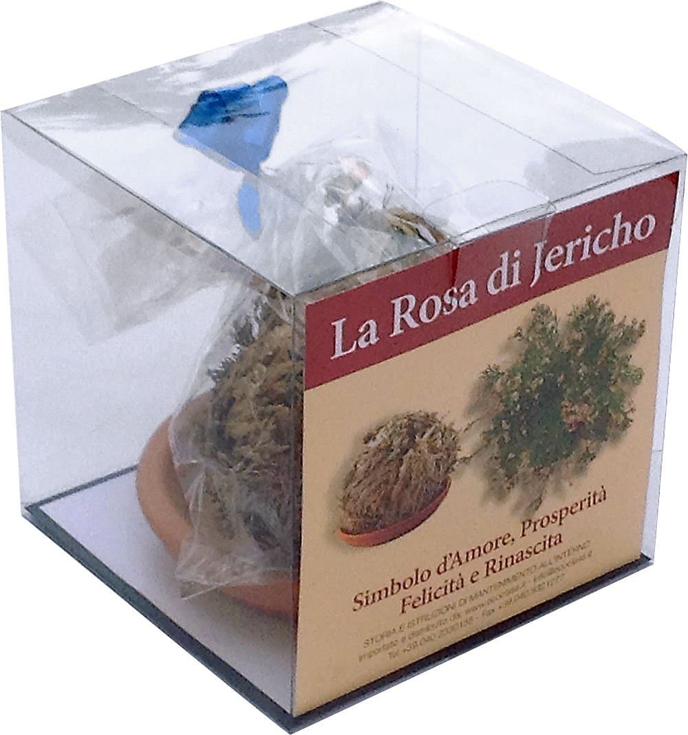 Rose of Jericho (Resurrection Plant) Gift Box + Pot