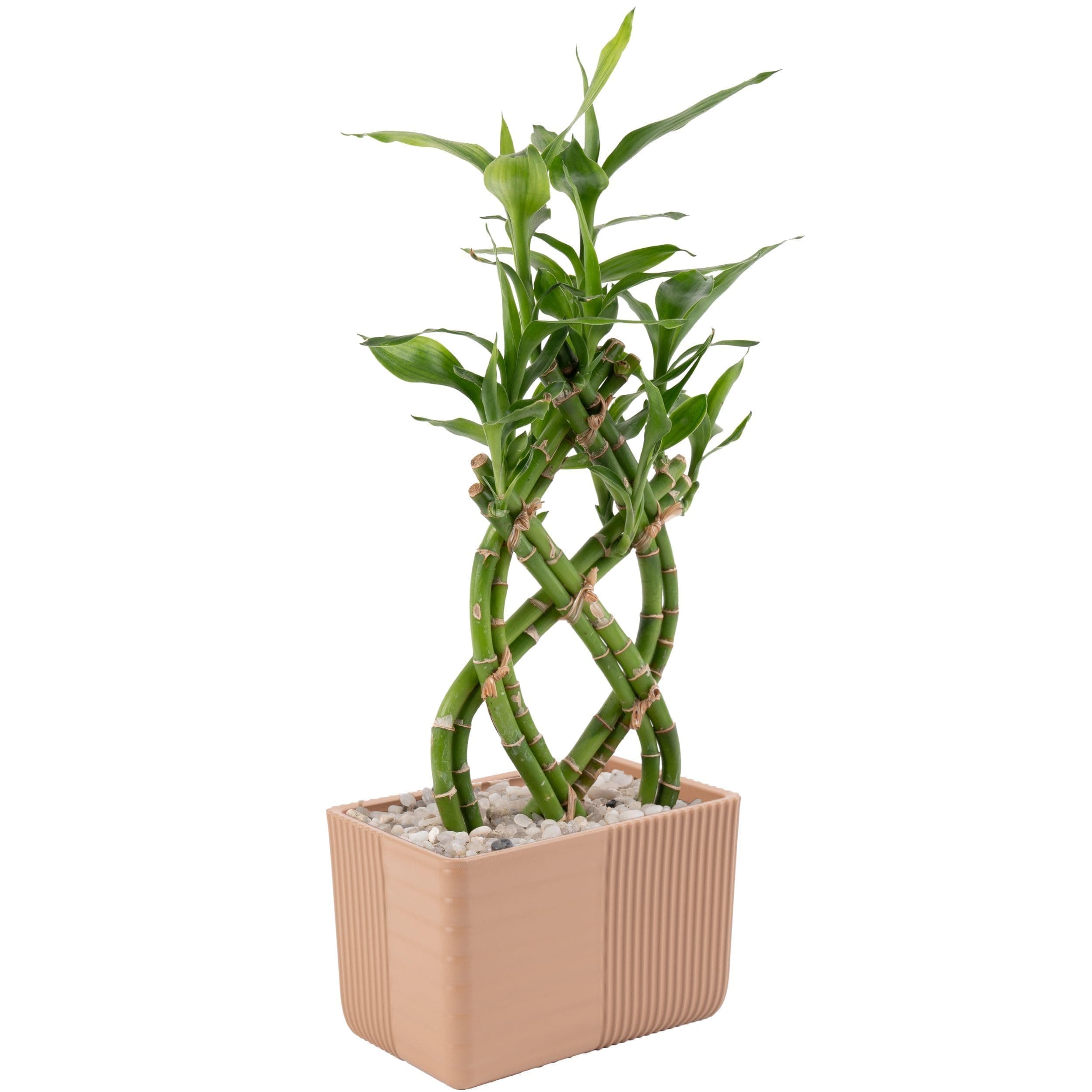 Costa Farms Lucky Bamboo Plant, Easy to Grow Live Indoor Houseplant in Ceramic Planter Pot, Potting Mix, Grower's Choice, Perfect for Home Tabletop, Office Desk, Shelf, Zen Room Decor, 12-Inches Tall