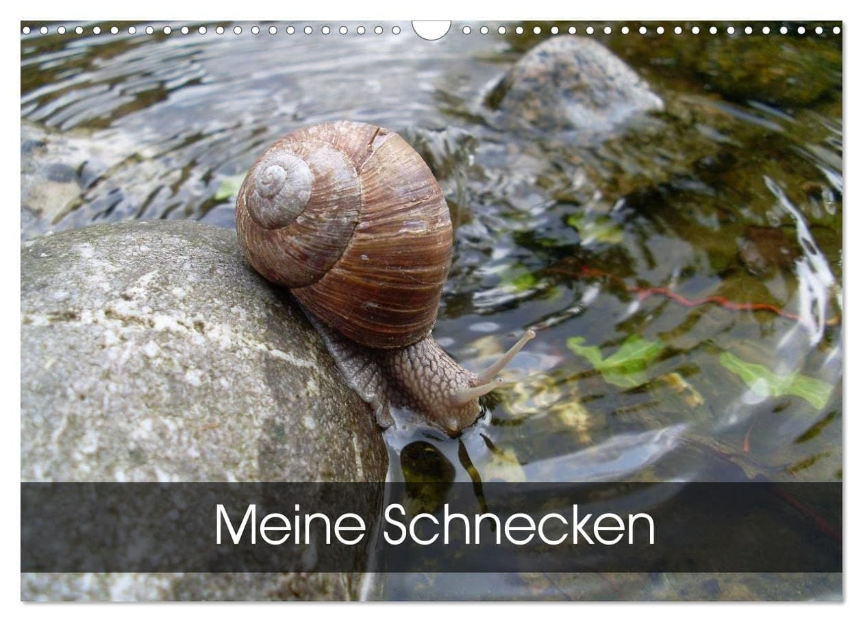 Meine Schnecken (Wandkalender 2024 DIN A3 quer), CALVENDO Monatskalender: Schnecken ¿ überall in Wald und Wiesen