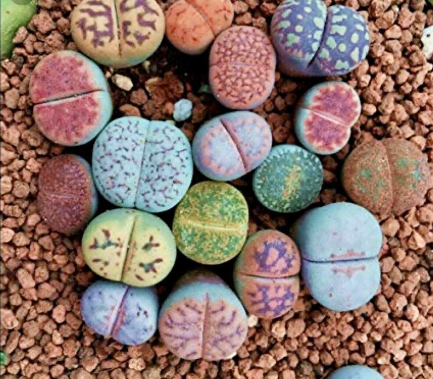UK CELTD 150 pcs Lithops Rare Living Stones Plant Succulent Cactus Fresh Seeds