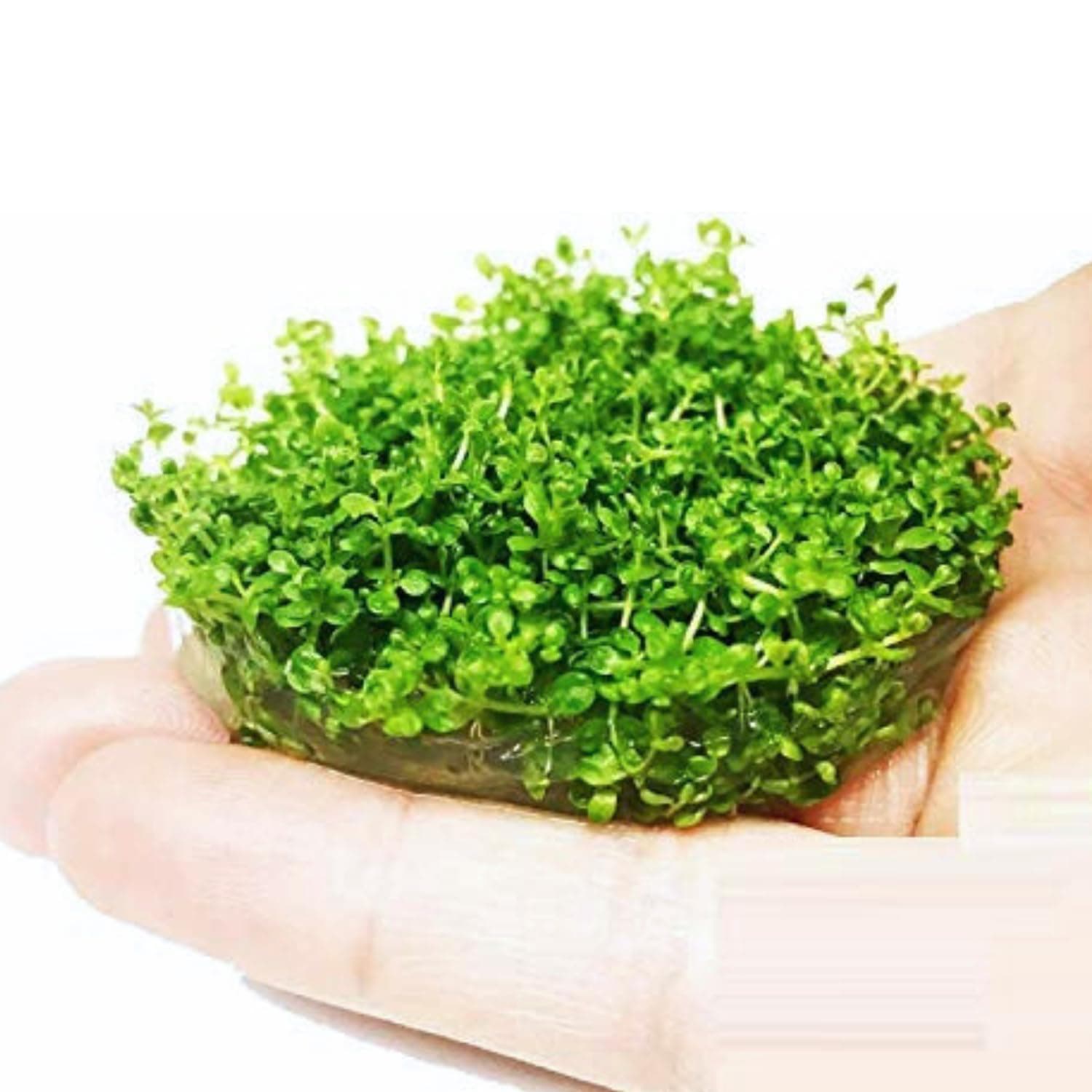 Hemianthus Callitrichoides Dwarf Baby tears Tissue Culture Vitro Cup Freshwater Live Aquarium Plants Decoration BUY2GET1FREE