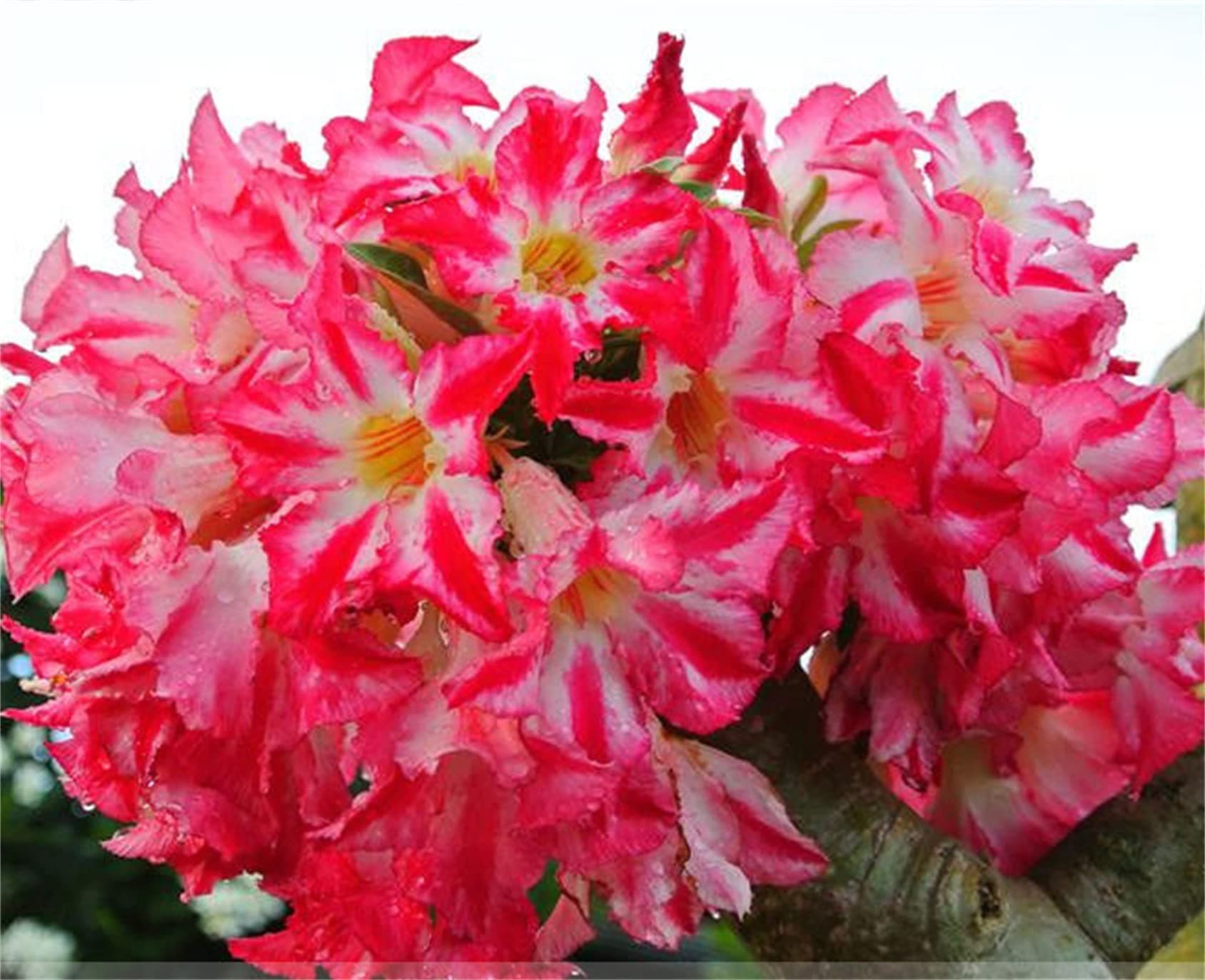 Desert Rose Seeds 6Pcs Heirloom Adenium New Pumsawai Desert Rose Bonsai Light Pink
