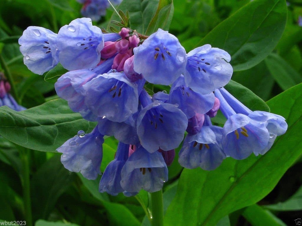 Virginia Bluebells, Mertensia virginica, Native Perennial flowers seeds(30 Seeds)