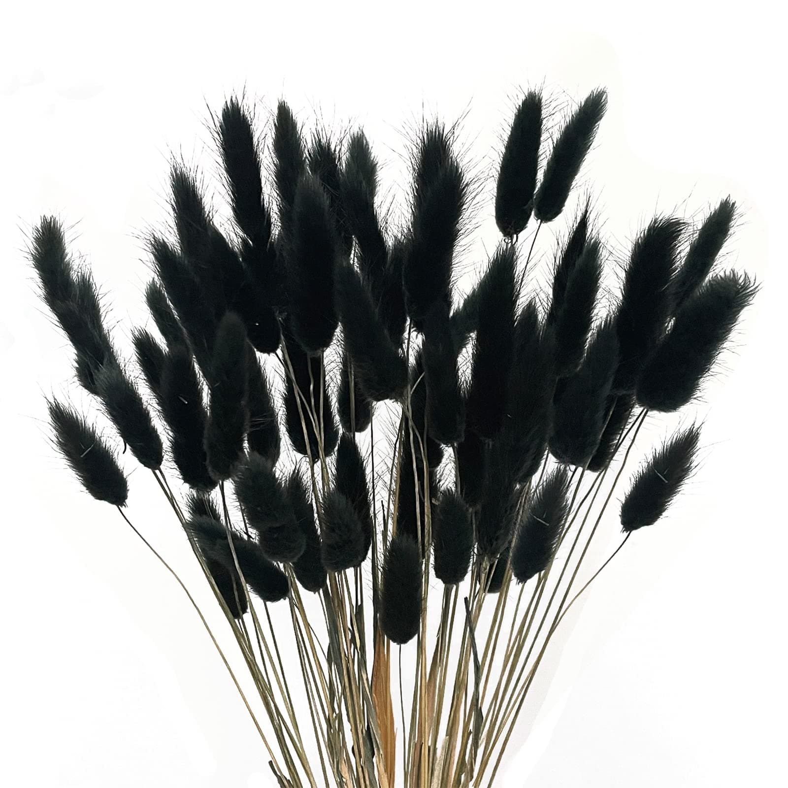 Black Bunny Tails Dried Flowers