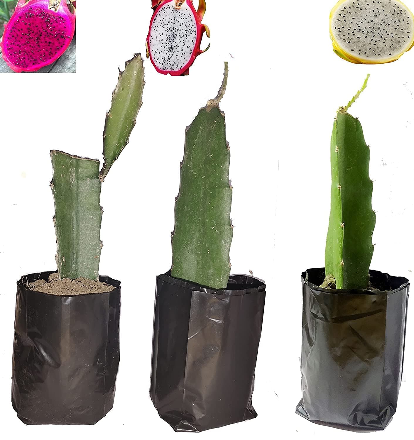 HAPING Dragon Fruit Live Plants & Tree (White,Pink And Yellow, 9 to 10 inches)