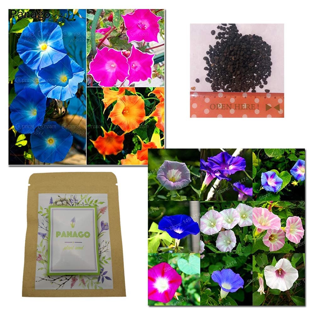 500+ Morning Glory"Crazy Mixture" (Rainbow Colors) Seeds for Garden Planting, Non-GMO Seeds by Panago Seeds