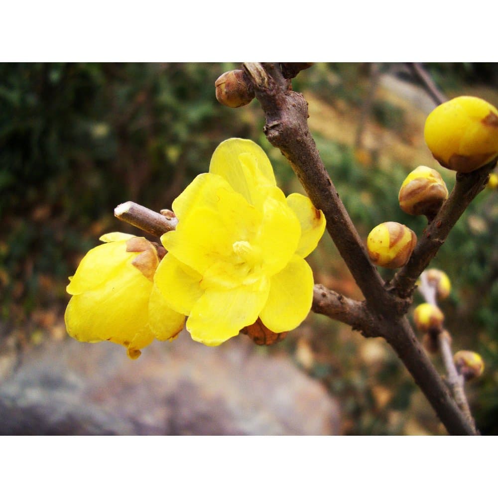 Solution Seeds Farm Heirloom Wintersweet Seeds 10 Seeds Rare Winter Flowering Plum Seed Susan Top Spring Snow