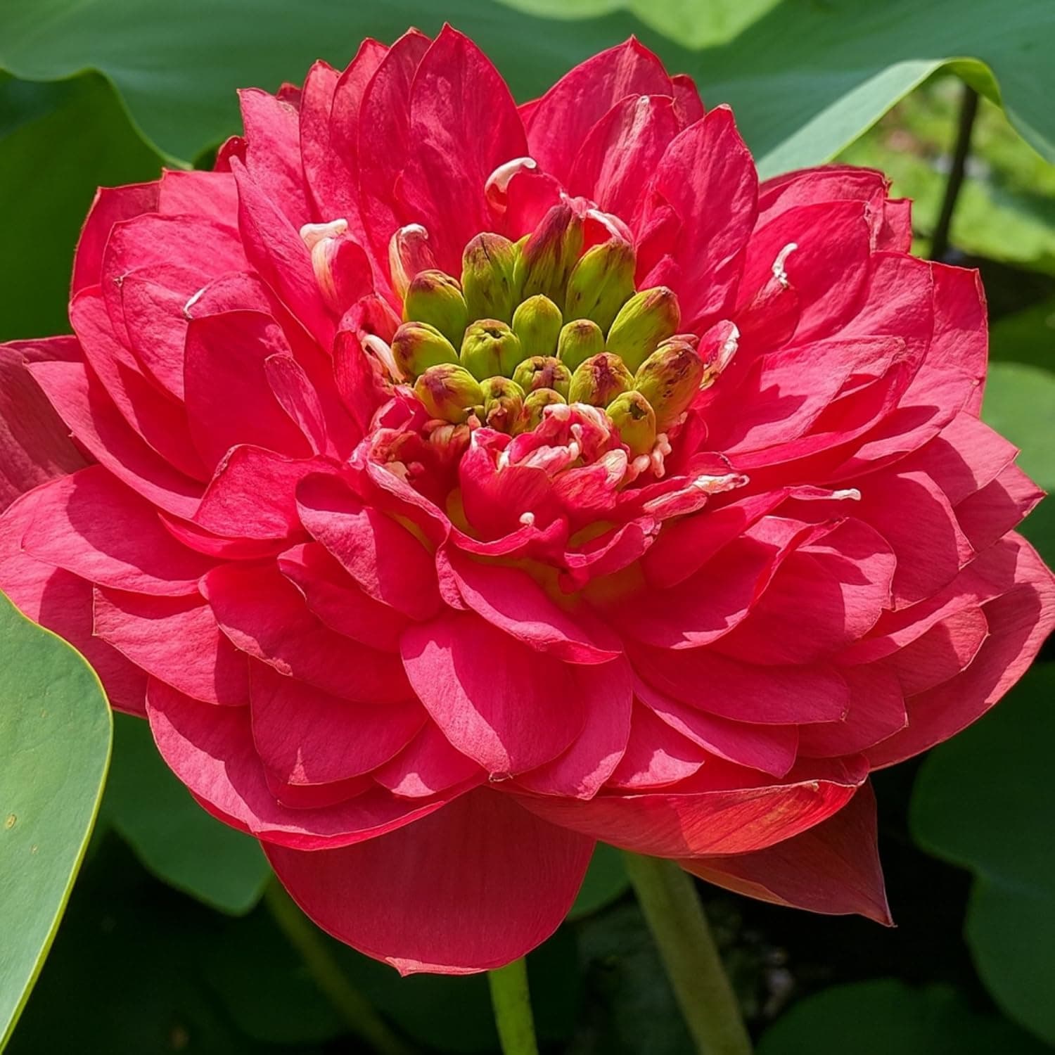 Lotus live plant | Rare plant | Original color guarantee plant | Indoor & Outdoor Live plant (Code 13)