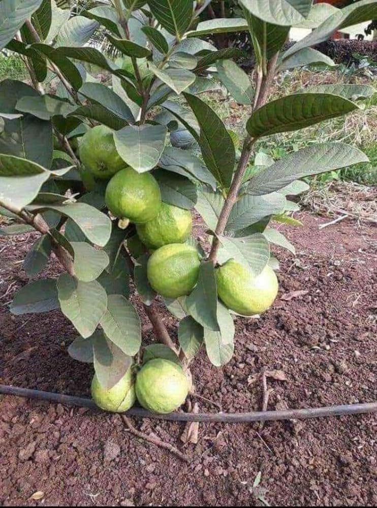ONLINE PLANT BAZAR THAI ALLTIME SUPER -10 SWEET GUAVA LIVE PLANT(PACK OF-1)