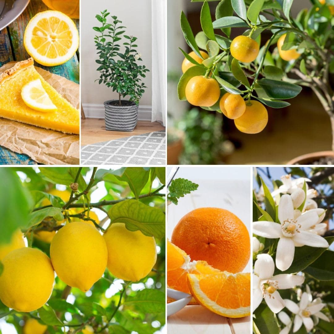 Citrus Collection – Indoor Lemon & Orange Tree Set (2 x 9 cm Pots) | Dwarf Potted Fruit Plants for Conservatory, Patio or Windowsill | Grow Your Own Edible Citrus by Thompson & Morgan