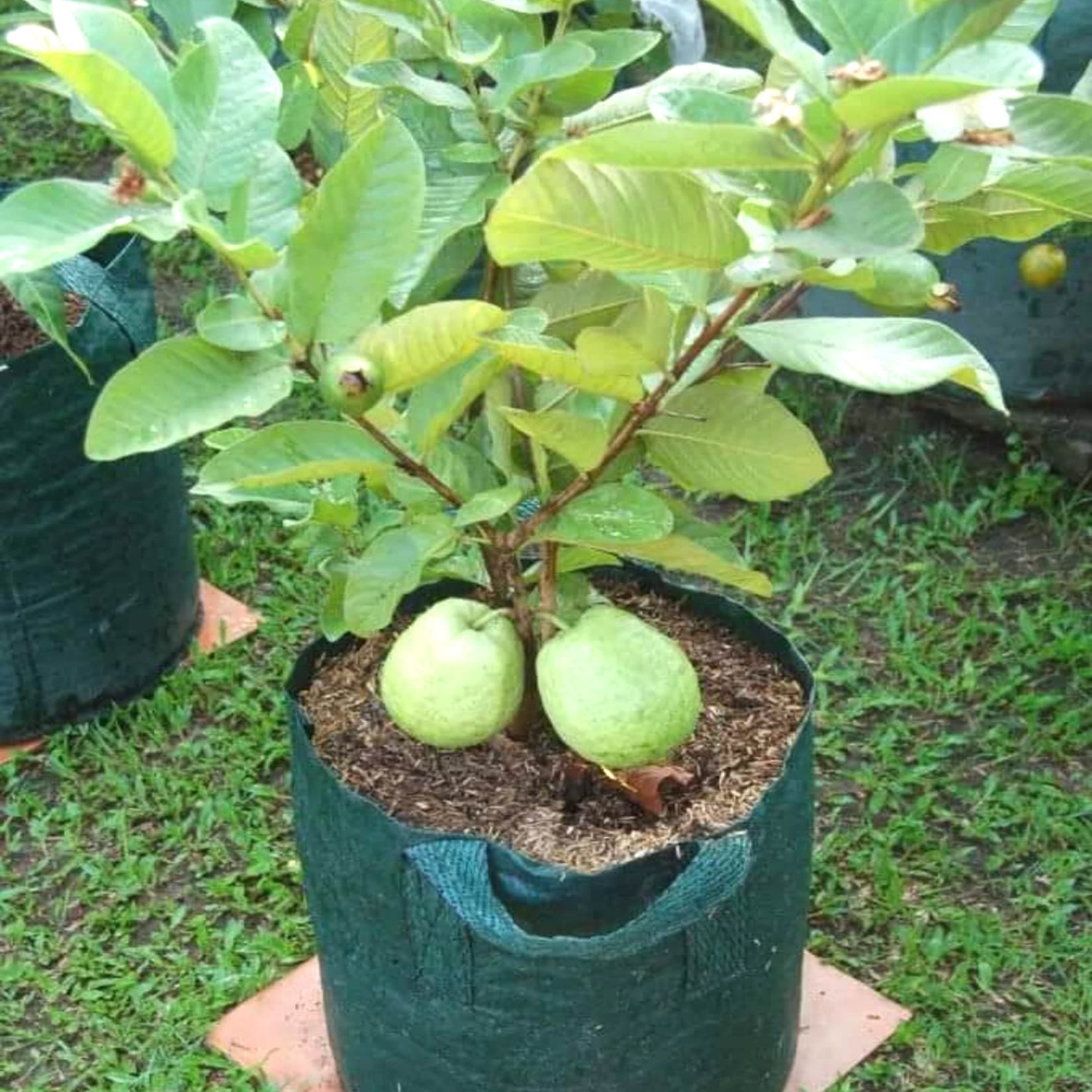 AGRO ALIVE Live Thailand All time Guava Fruit Plant Gauva Dwarf Thailand Guava Plant 1 Healthy Live Plant