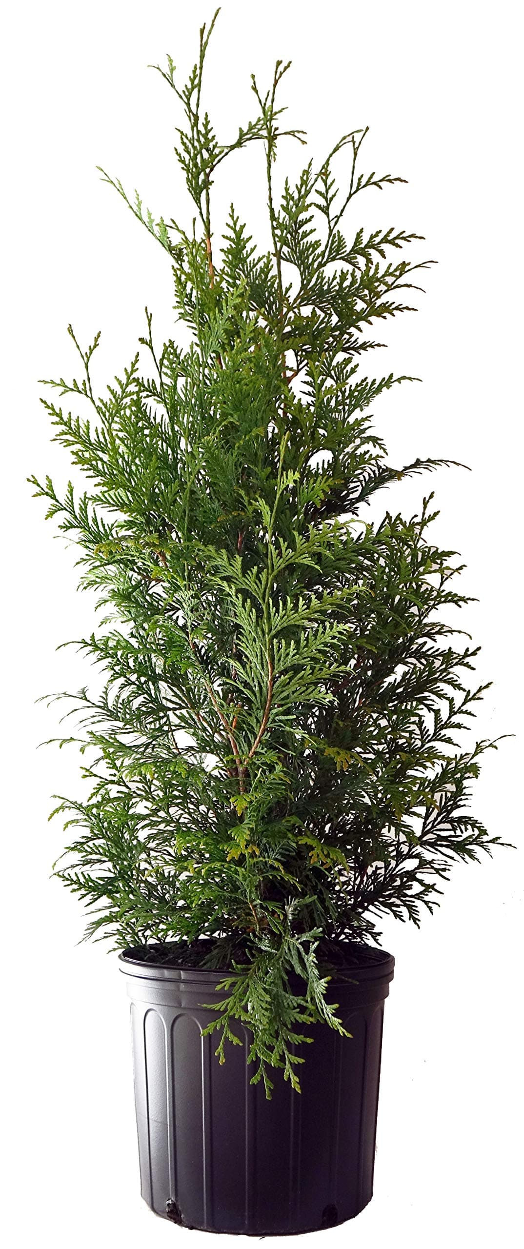 Live Plant Thuja-X Green Giant Evergreen Tree (Western Arborvitae), 3-Gallon Fully Potted Plant from Green Promise Farms