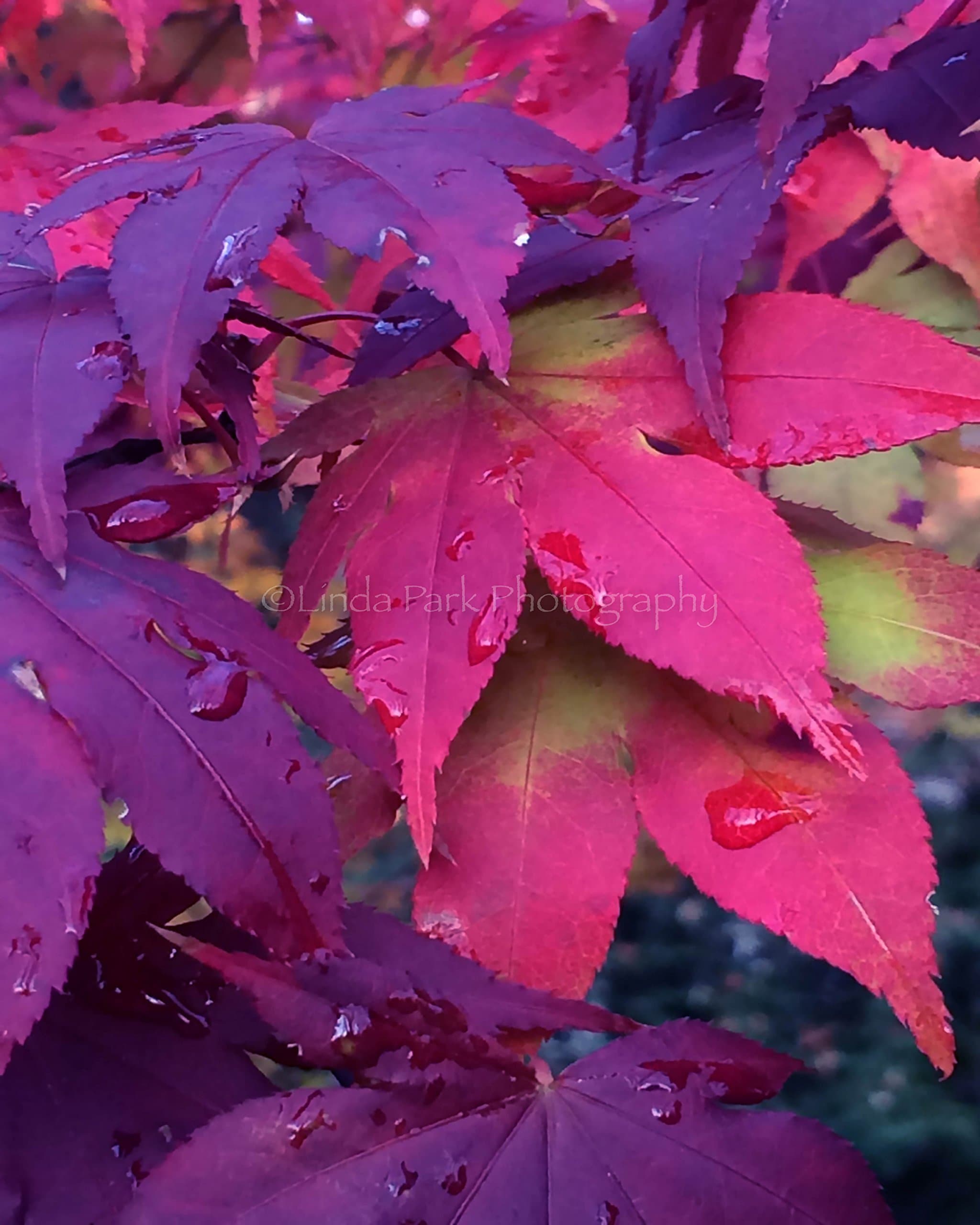 11x14 Size Wall Art Fall Pink and Purple Maple Autumn Leaves Photograph