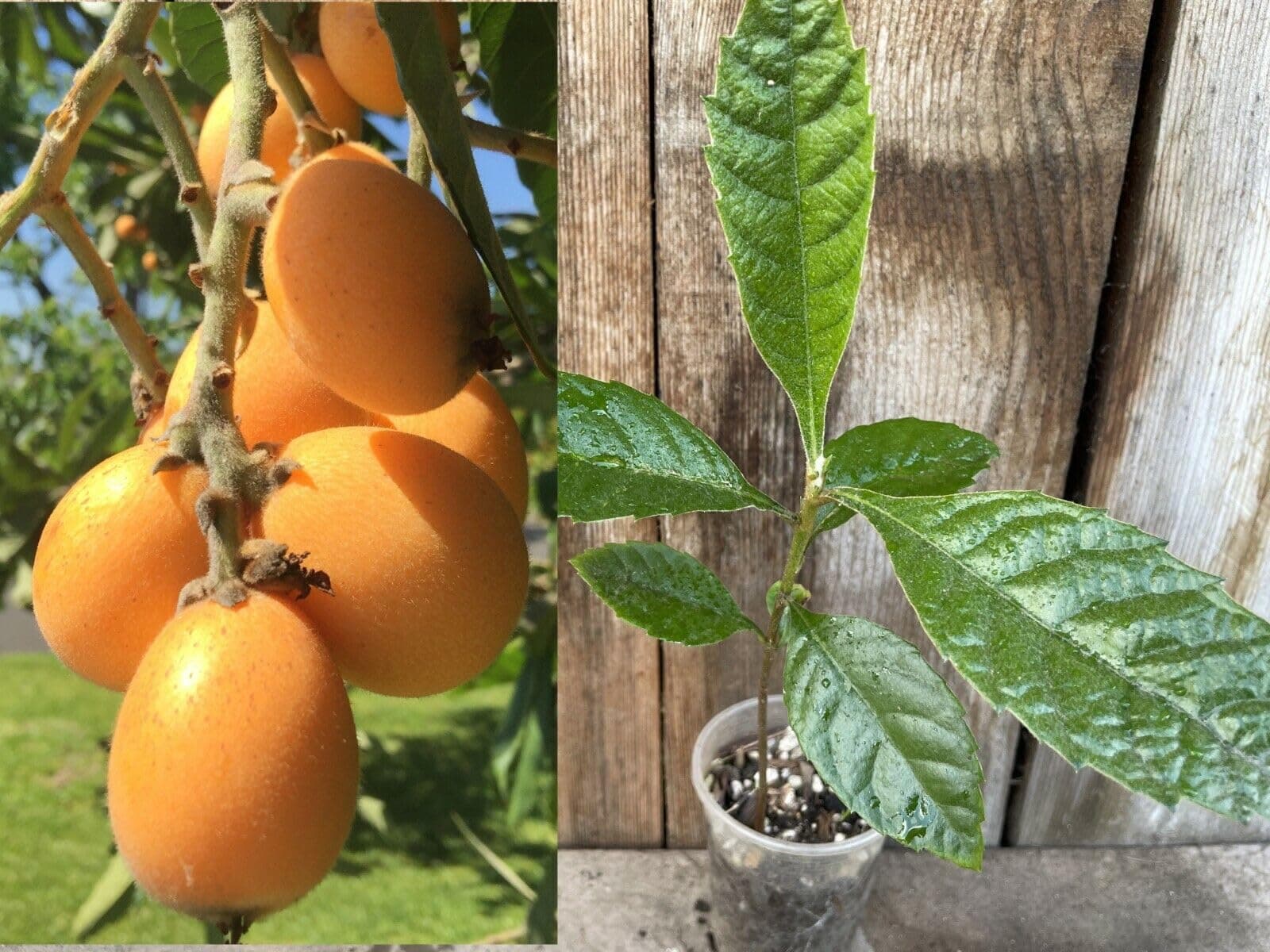 1 Perennial Golden Loquat Fruit Live Seedling Tree,Japanese Plump Live Tree