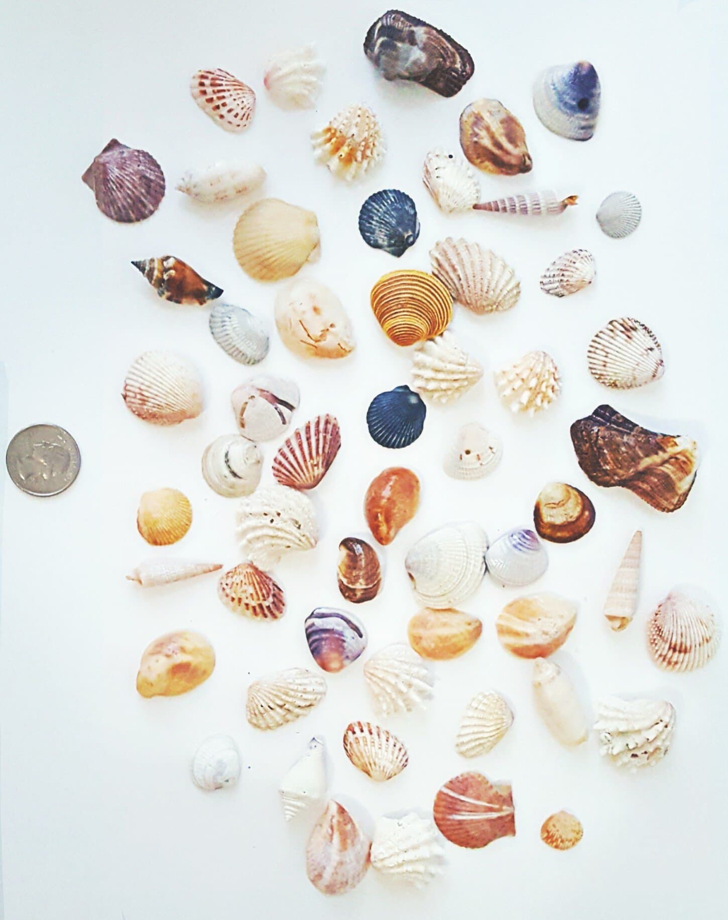 Sea Shells - Mixed Bag of Approximately 50 Beach Seashells up to 2"