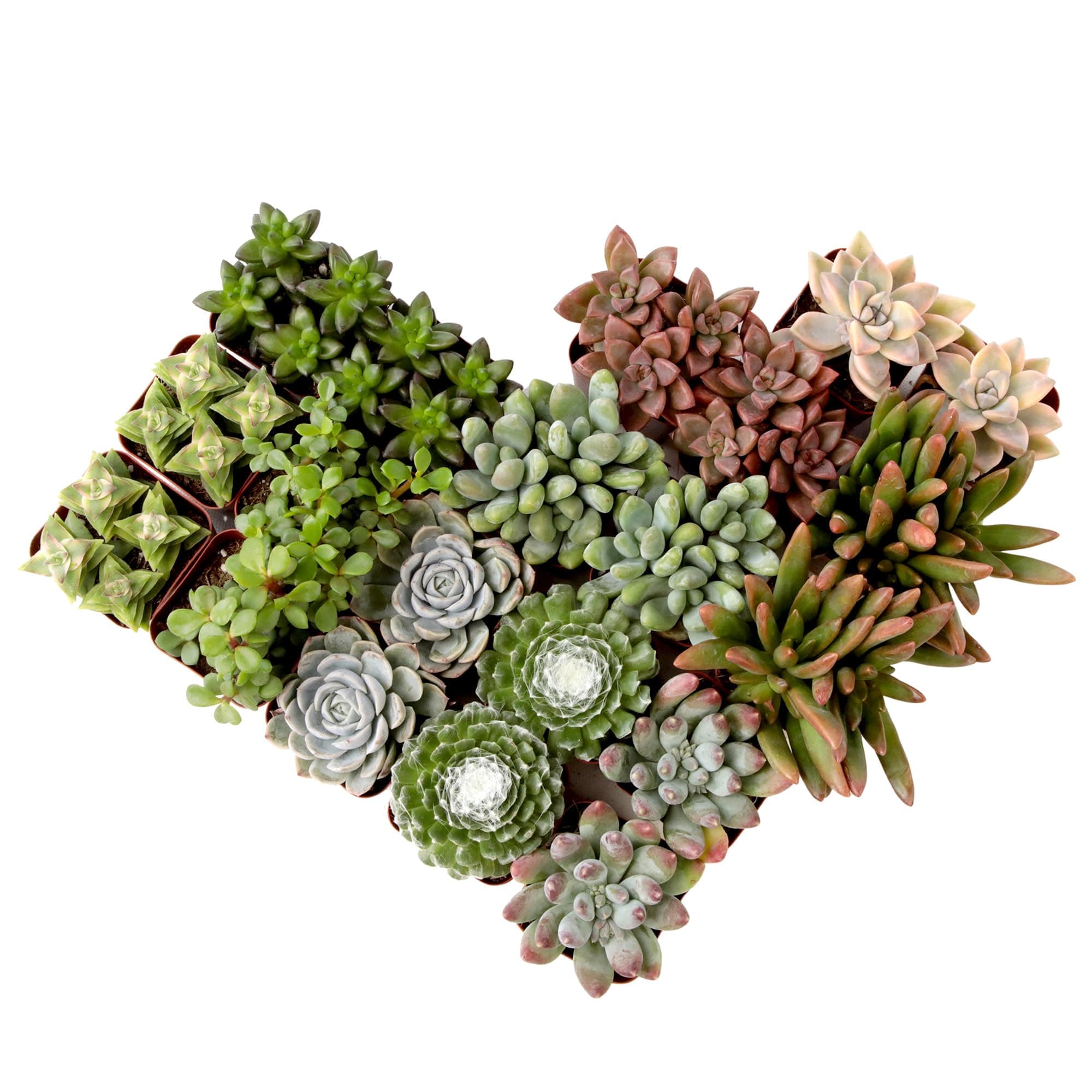 Plants for Pets Succulents Live (20PK) Potted Succulent Live House , Cactus Live Indoor Live Houseplants, Indoor Plant Succulents Live Plant House Plant