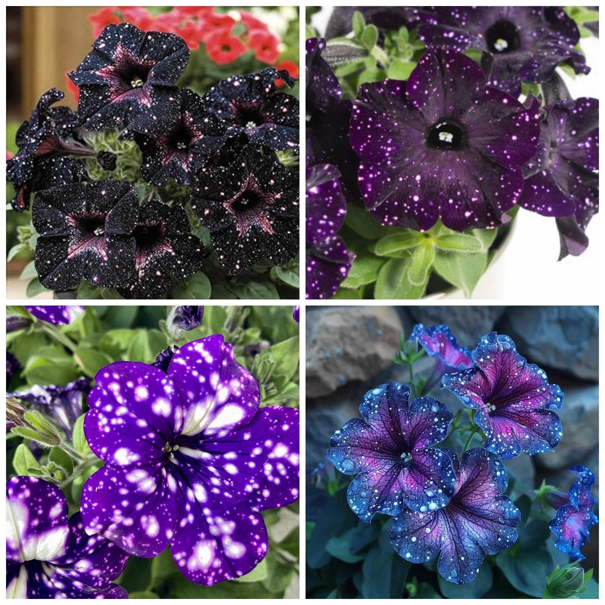 Rare Petunia Seeds for Planting - 300+ Beautiful Perennial Flowers Seeds Heirloom Vine, High Germination Rate Open Pollinated Seeds