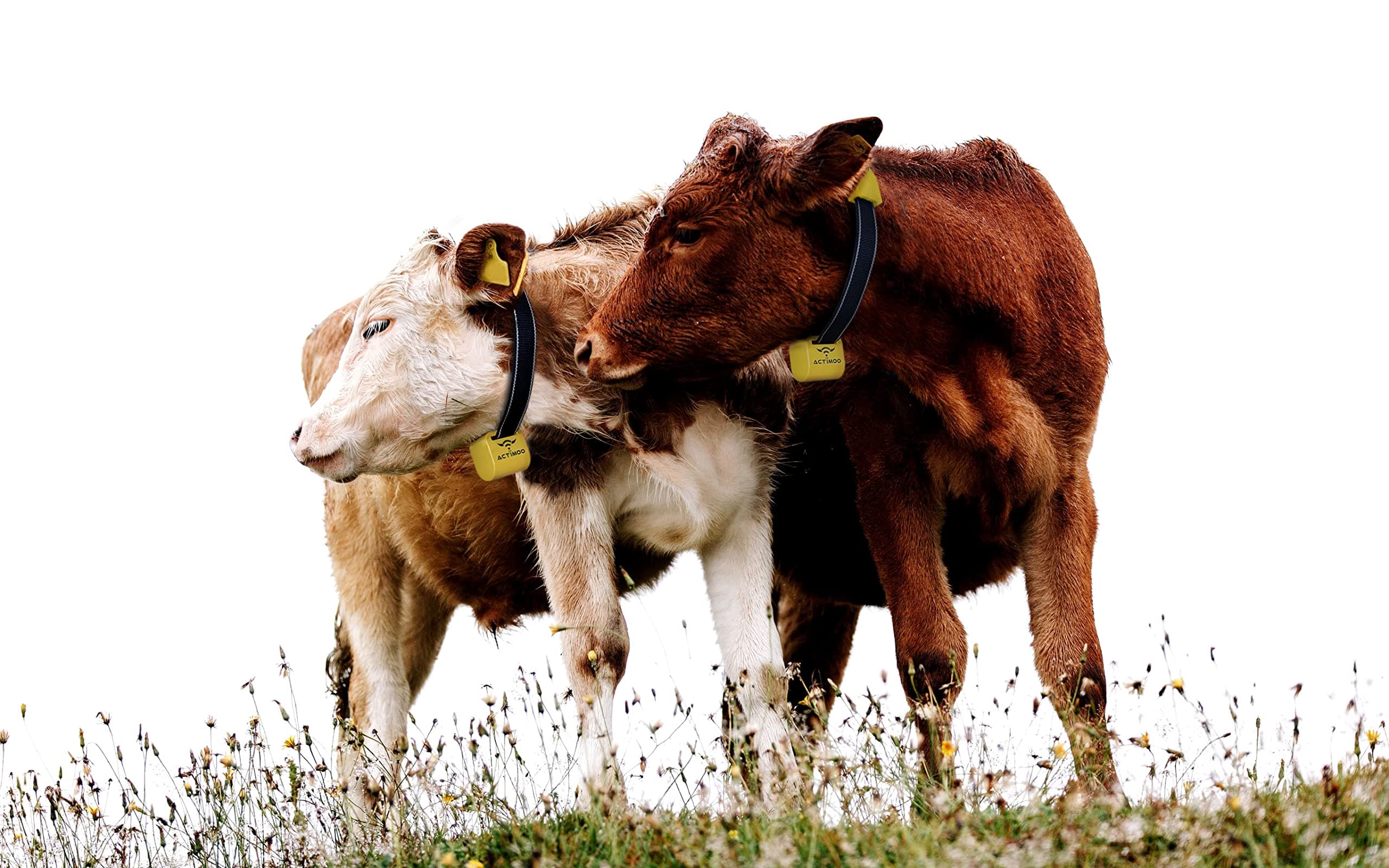 Actimoo Activity Meter for Heat Detection System – Adjustable and Durable Neck Belt, Easy Configuration, 7/24 Monitoring – Estrus Heat Detector for Heifers and Cows (Does not Work Alone)