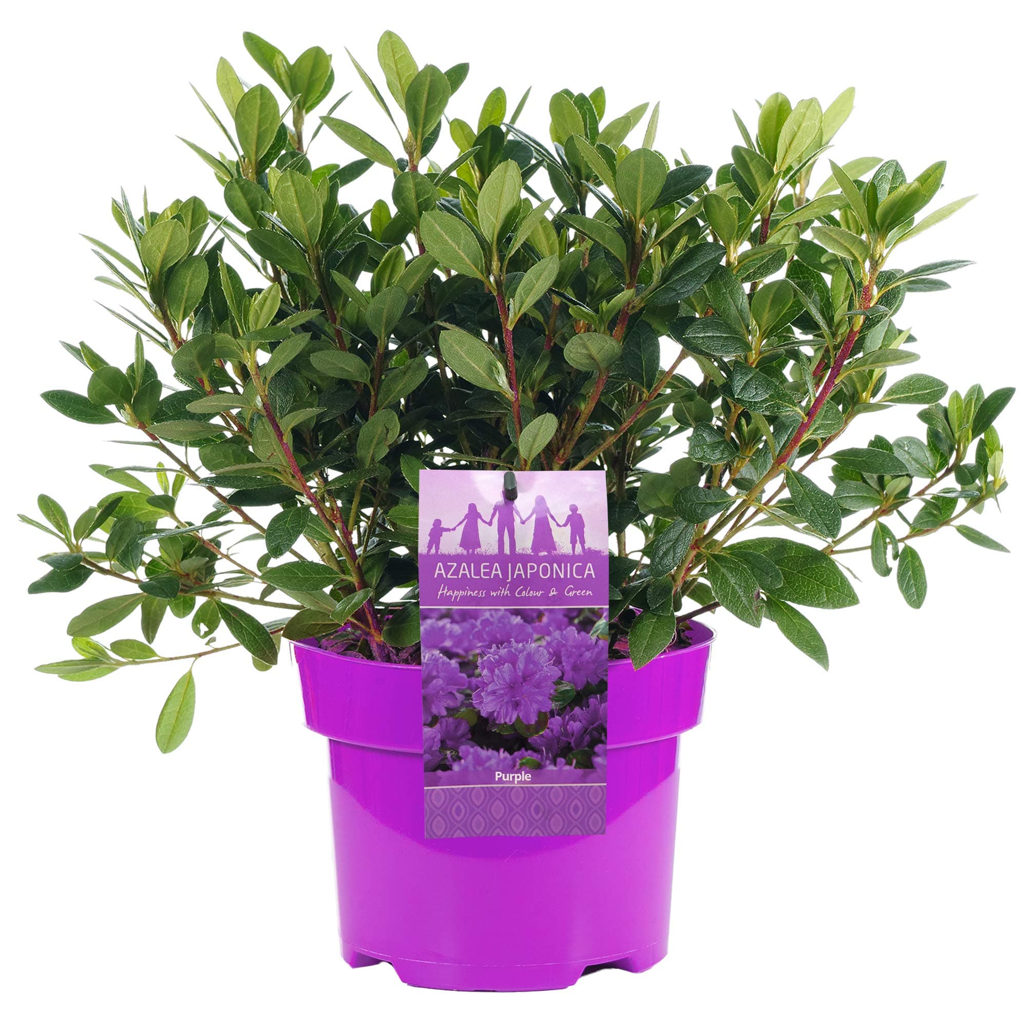 Azalea Japonica Purple Colourful Evergreen Outdoor Garden Shrub Plant in 2L Pot