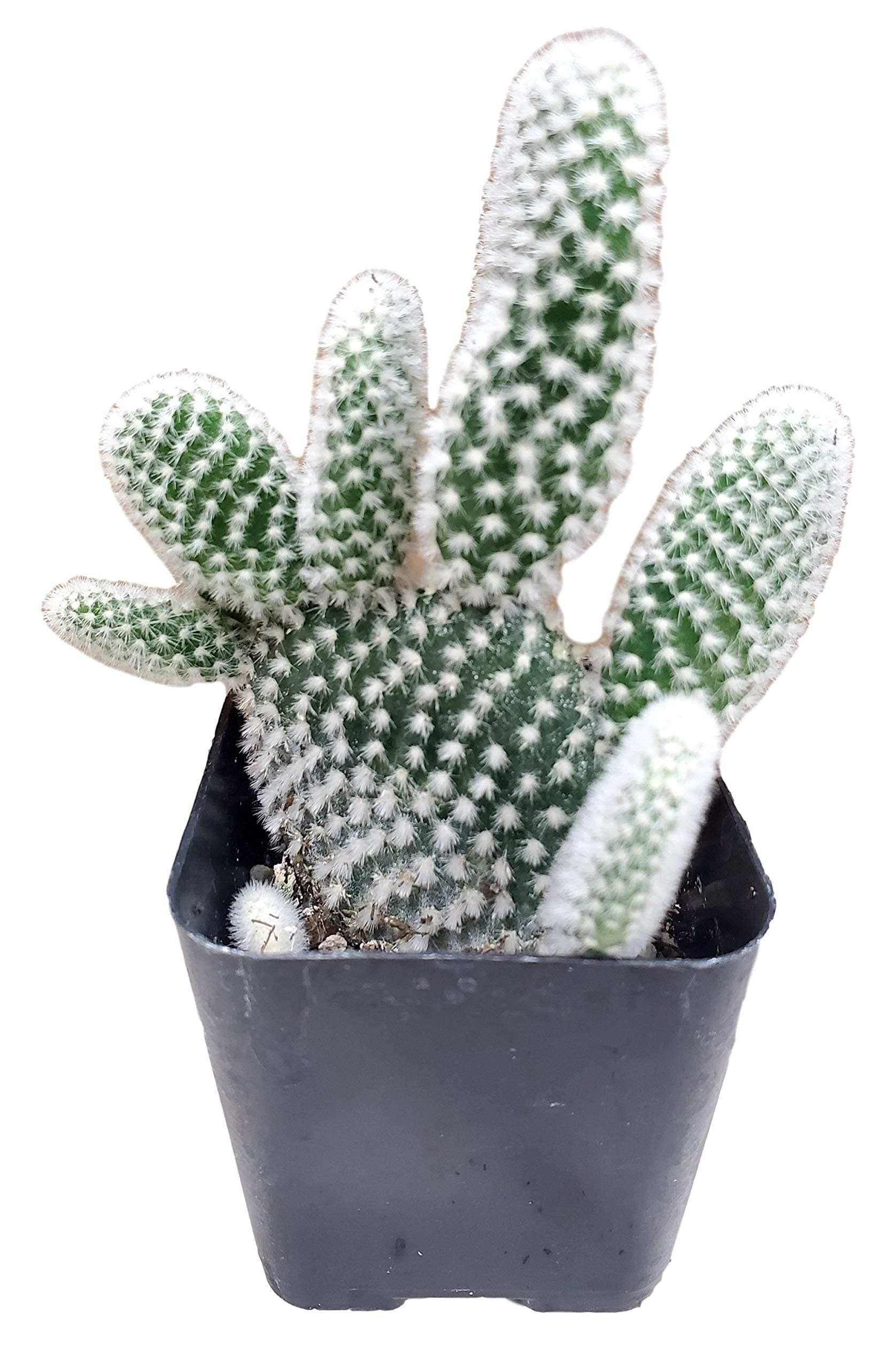 Cactus Plants in Gift Box | Rooted in Planter Pots with Soil | Living Indoor or Outdoor Plants (Microdasys)
