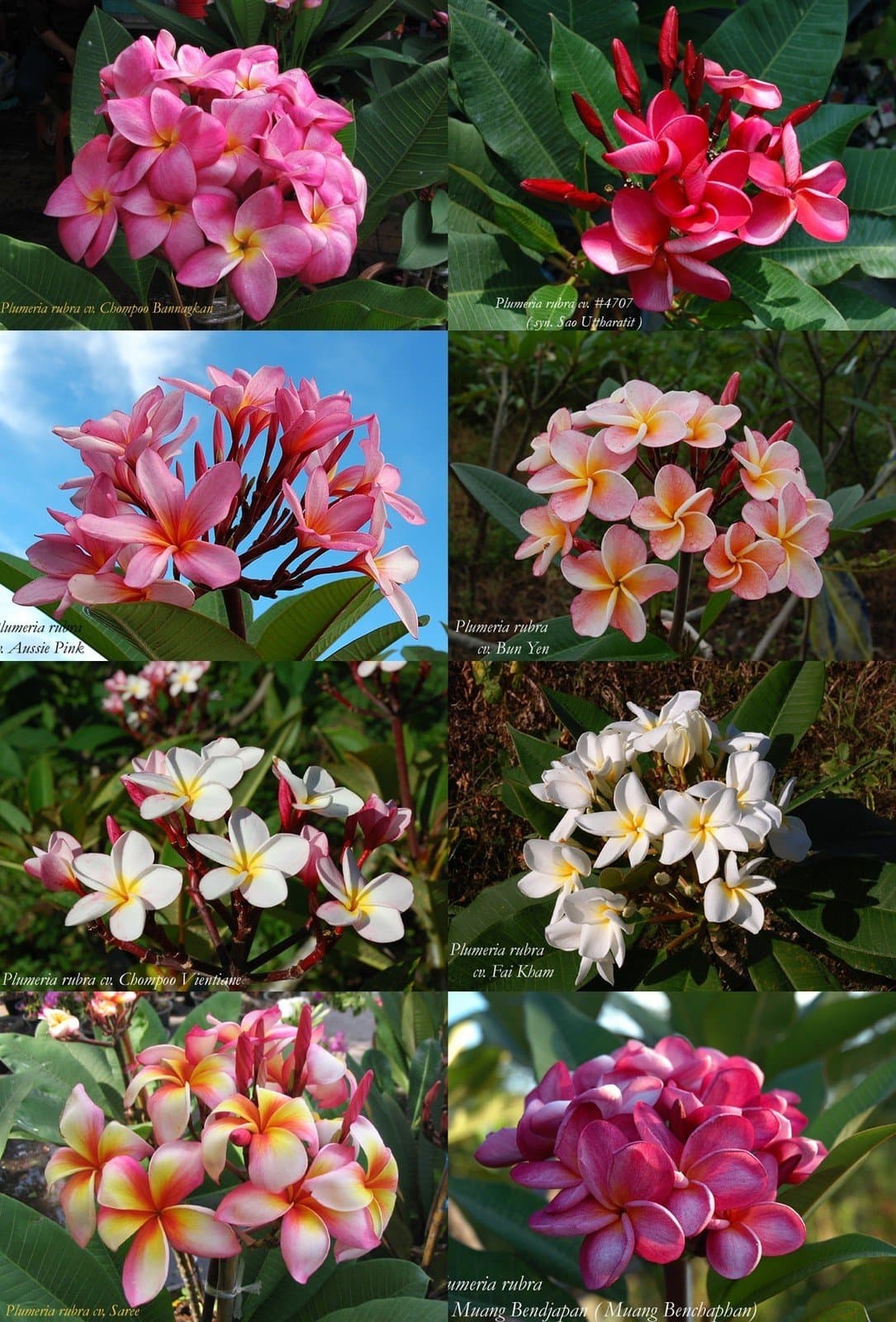 Our Most Beautiful Plumeria Varieties: Mix 10 Fresh Seeds Temple Tree, Frangipani
