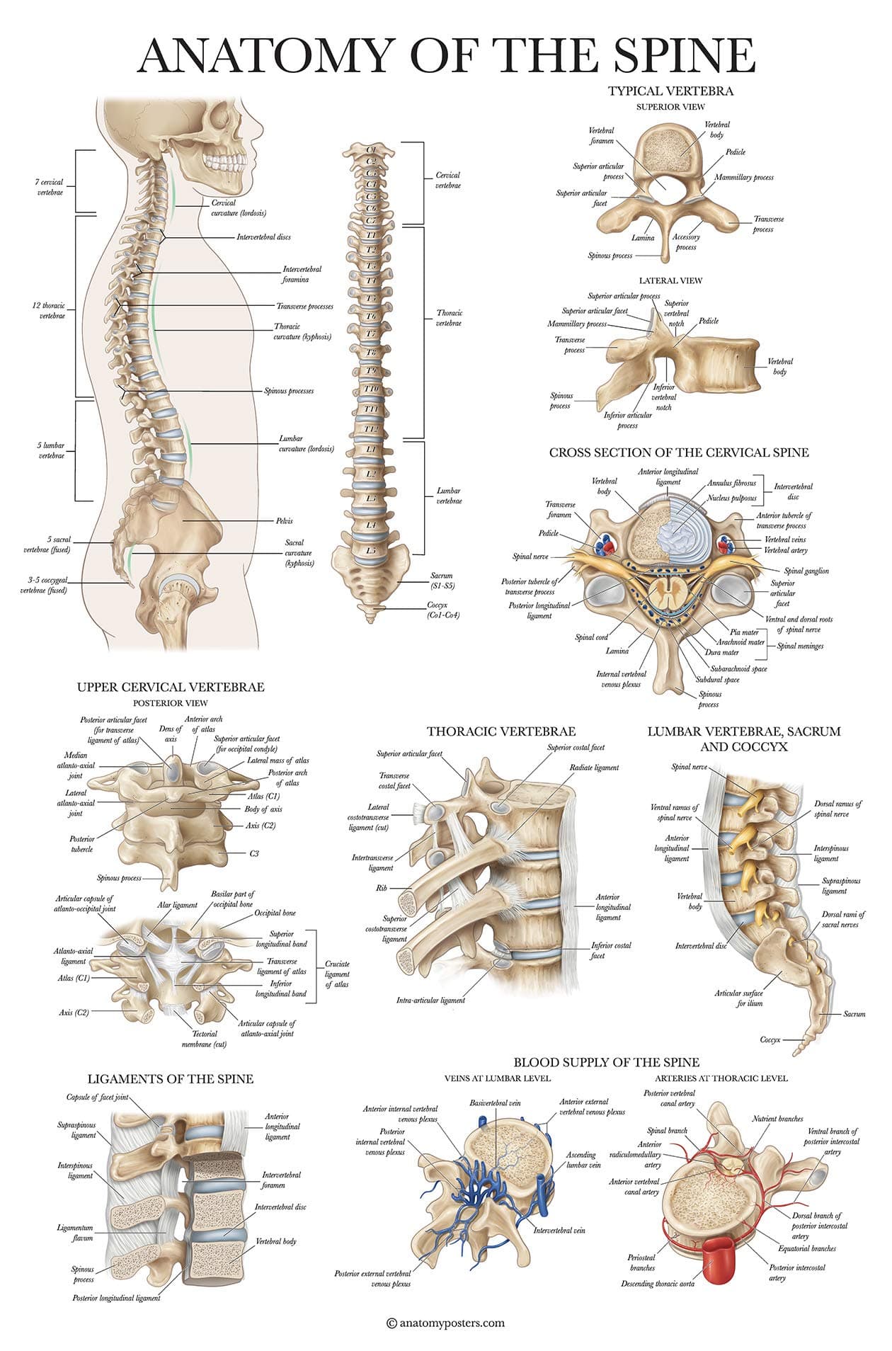 Palace Learning 4 Pack - Anatomical Poster Set - Laminated - Muscular, Skeletal, Ligaments of the Joints, Anatomy of the Spine - Anatomy Chart Set (LAMINATED, 18� x 24�)