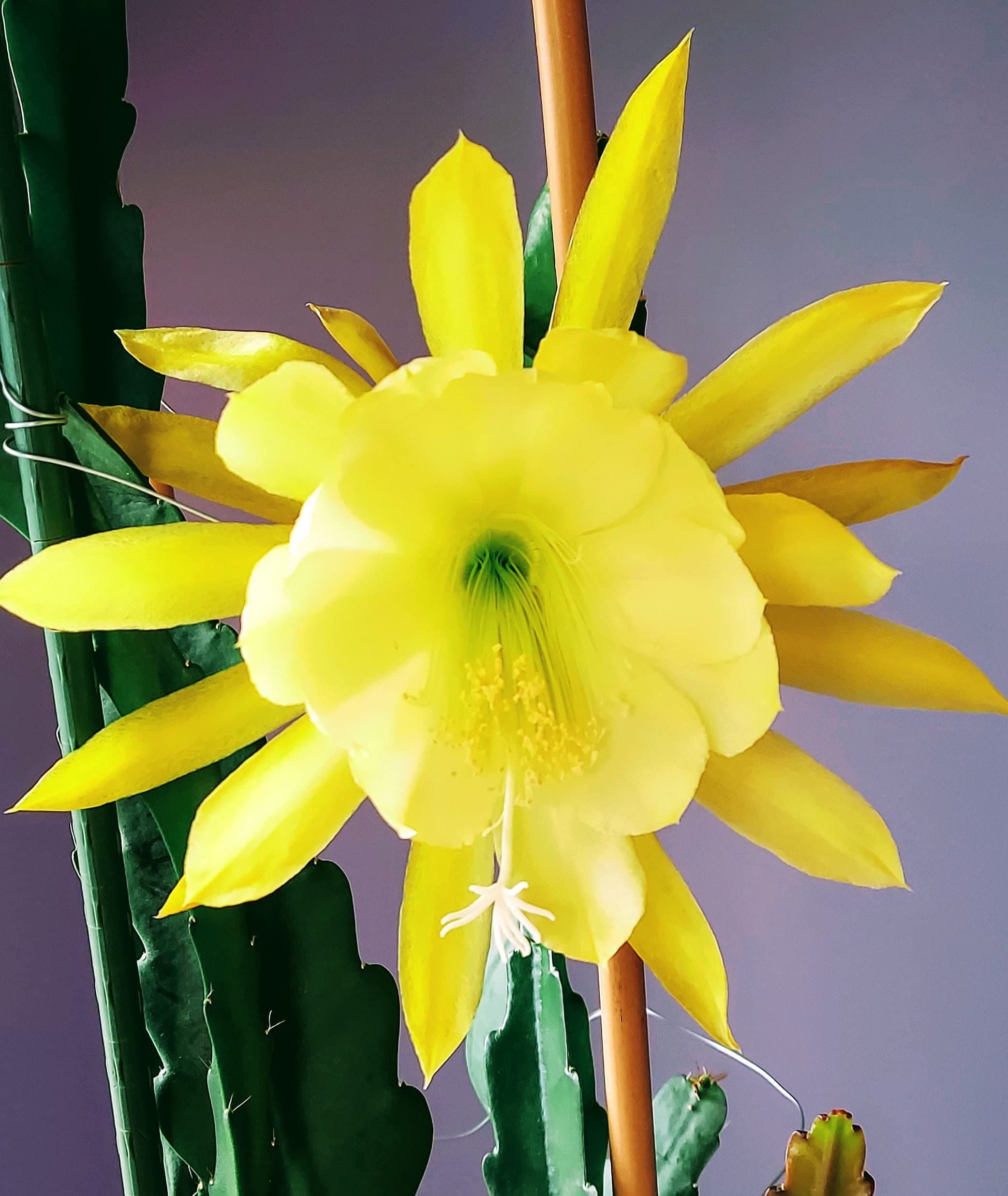 Epiphyllum Orchid 8"-10" Fresh Cutting Plant Queen of The Night Cactus RIC Rac (Yellow)
