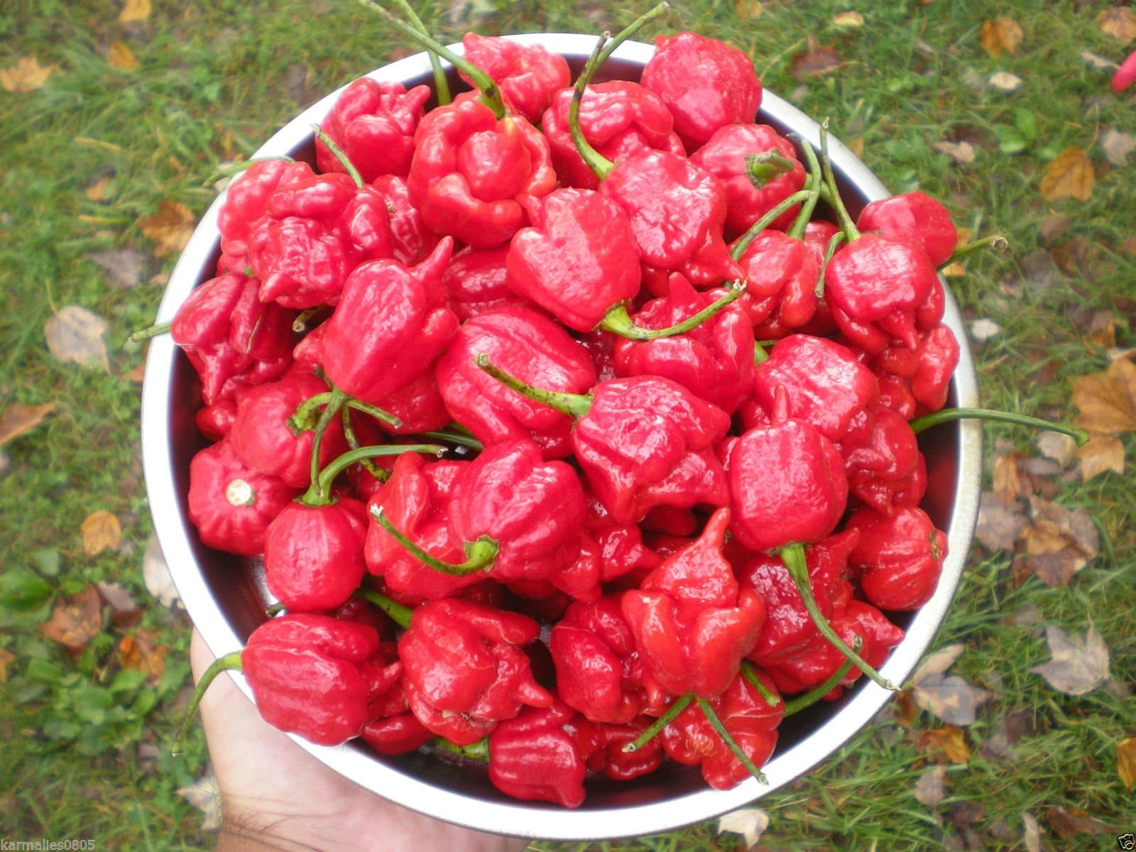 (25) TRINIDAD SCORPION "BUTCH T" Hot Pepper Seeds