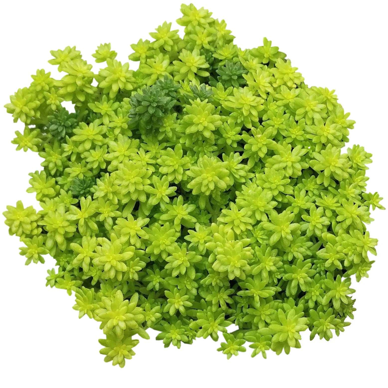 Sedum Golden Moss (4 inch) | Tokyo Sun Succulent for Sale | Best Succulent Ground Covers