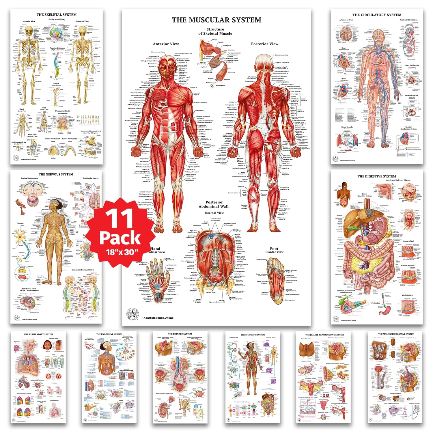 11 Human Anatomy Posters - Medical Posters, Skeletal, Male Female Muscular, Circulatory, Lymphatic, Reproductive, Nervous, Digestive, Endocrine, Respiratory Systems, Health Posters -18x30