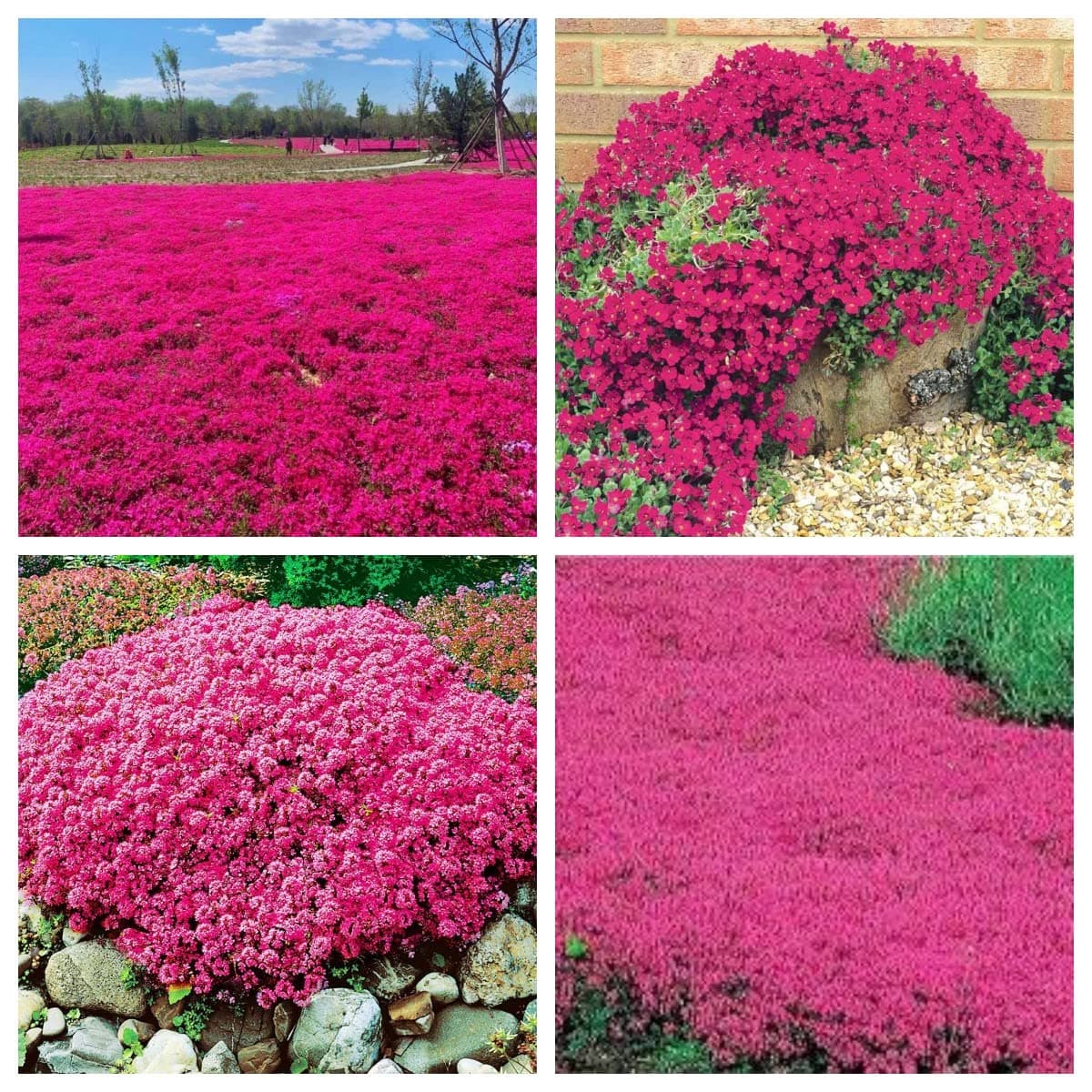 Red Creeping Thyme Seeds for Planting 20000+ Non-GMO Perennial Flower Seeds Landscaping Ground Cover, Easy to Grow