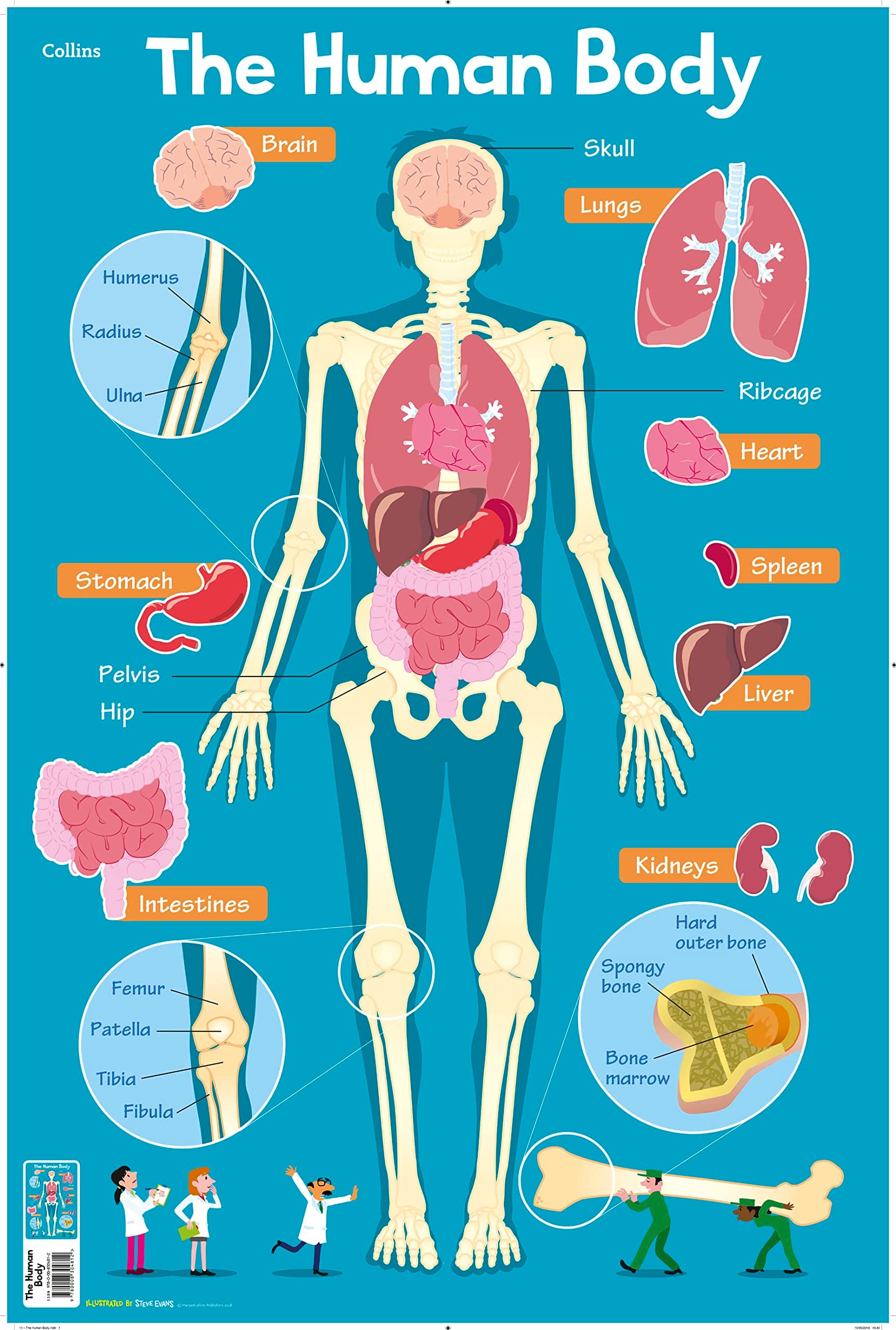 Collins Children's Poster - Human Body