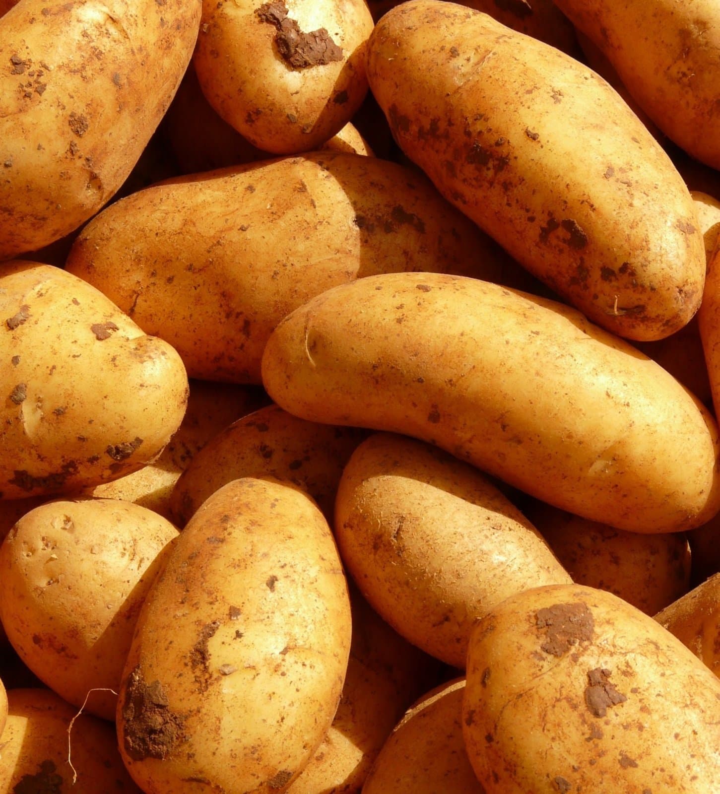 Shrubland Park Nurseries 6x Charlotte Seed Potato Tubers (2nd Early/Salad)