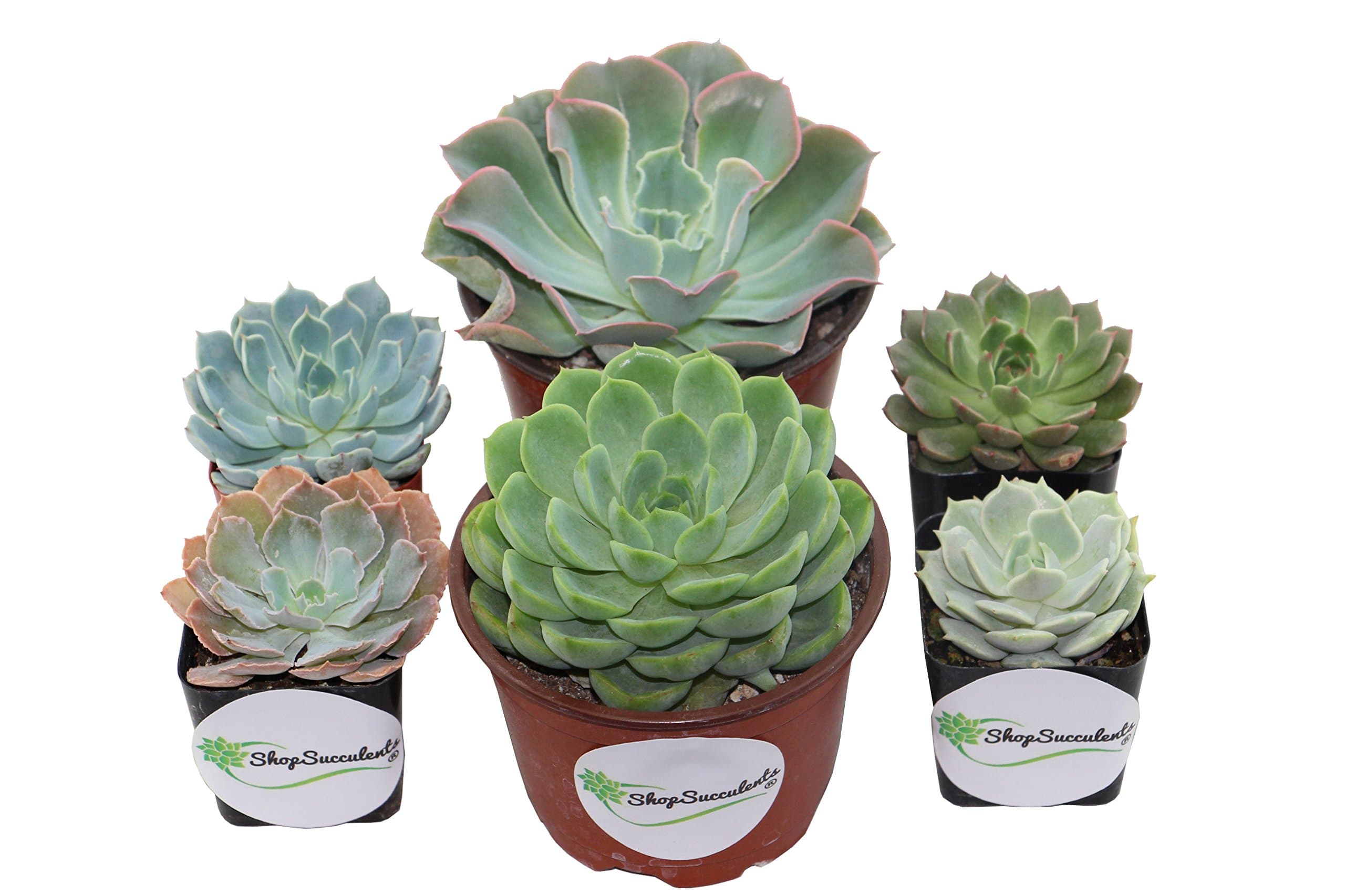 Shop Succulents | Radiant Rosette Wedding Combo Pack, Hand Selected Live Succulent Plants in 2" and 4" Pots(16, 12x2" Plants 4x4" Plants)