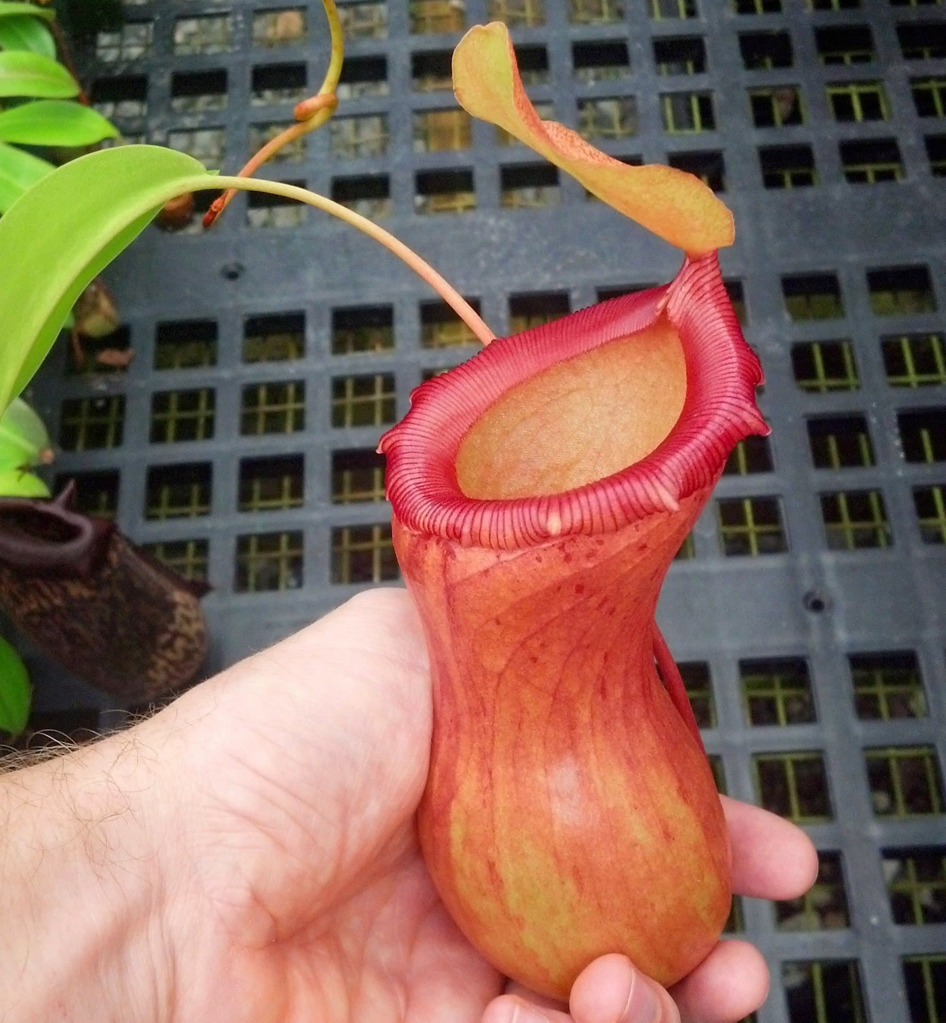 Carnivorous Tropical Pitcher Plant - Nepenthes Ventricosa - 3" Pot