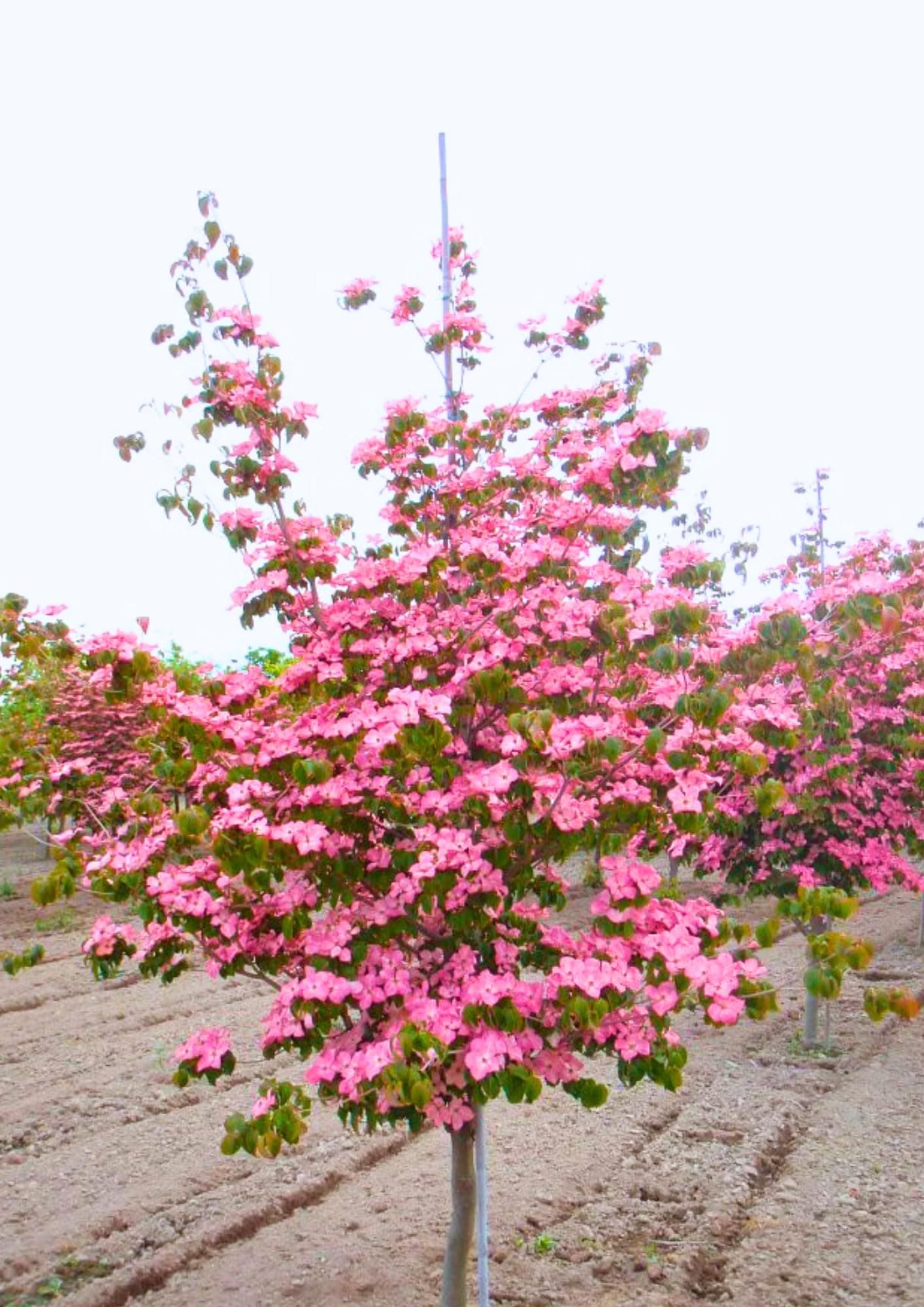 Pink Dogwood Tree Live Plant in 2.5" Pot, Well Rooted 6-12" Pink Flowering Dogwood Tree Plant Live, Dormant for Planting