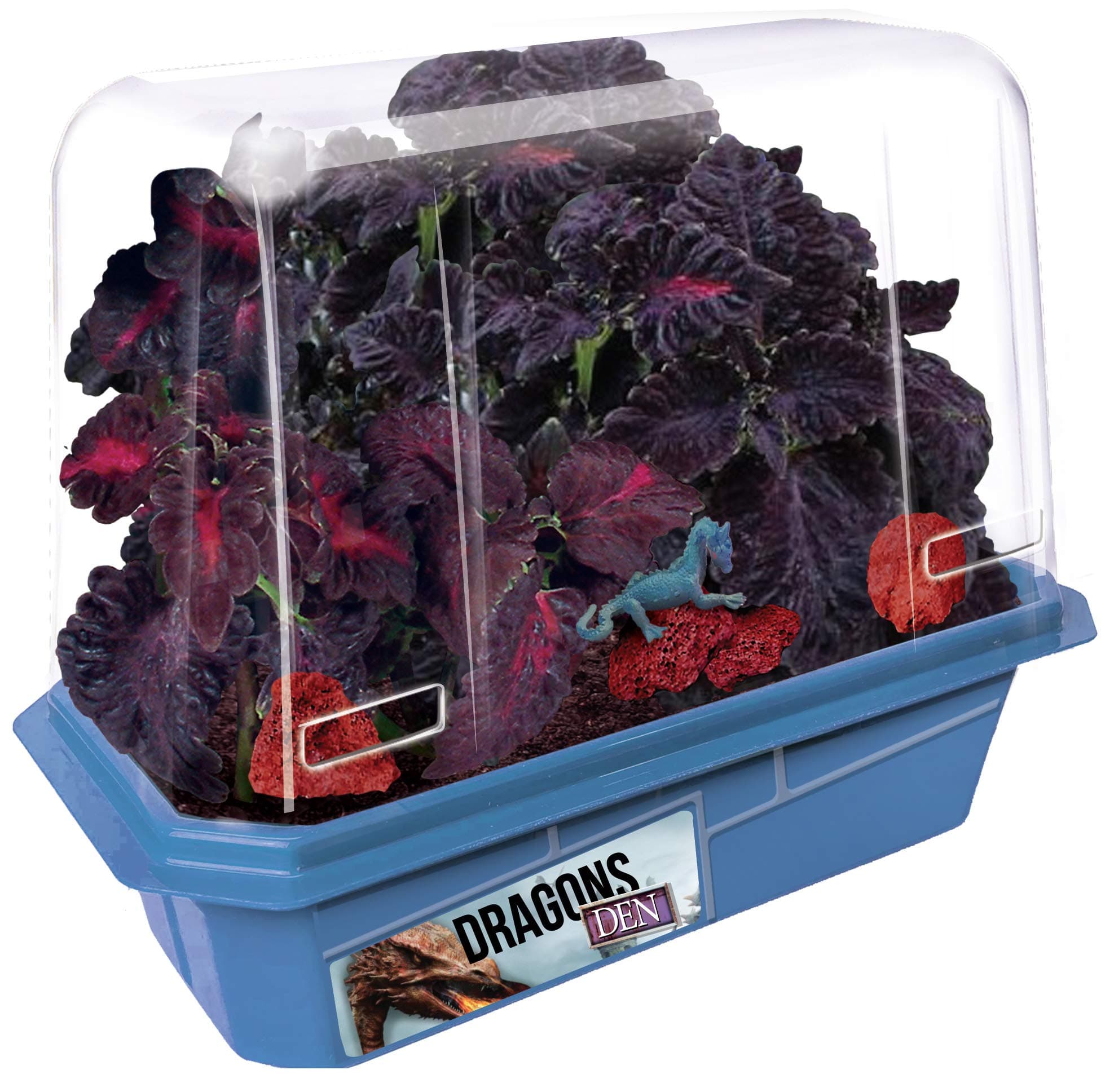 Miniature Worlds Dragon's Den Flower Windowsill Terrarium Starter Kit, Complete Supplies to Grow Your Own Indoor Mythical Lair with Dragon Figurine and Lava Rock (Dragon's Den)