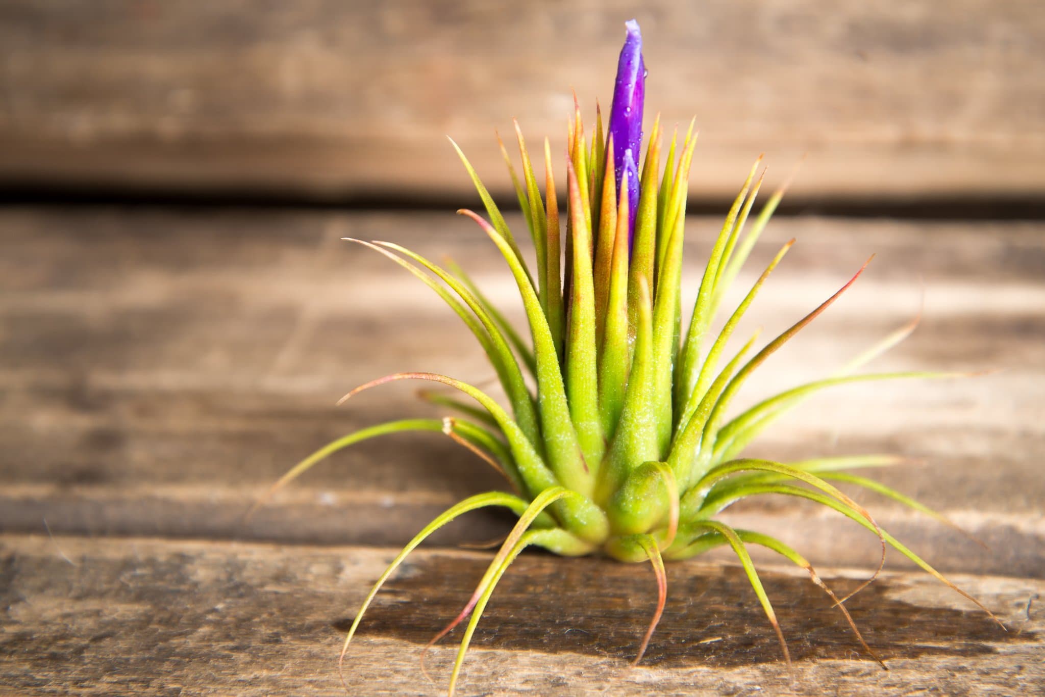 Hinterland Trading Air Plant Ionantha Ionantha