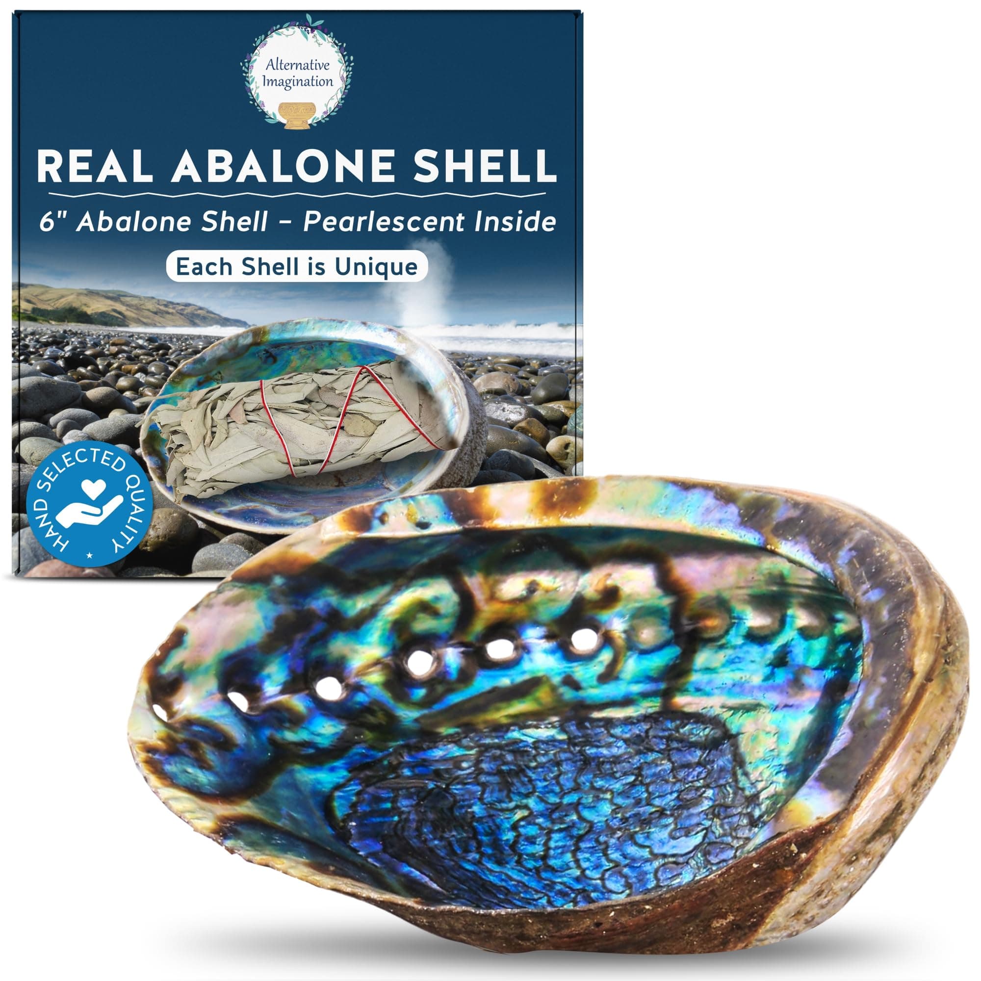Alternative Imagination (15cm + Hand Selected Abalone Shell) - Hand Selected Abalone Shell, 15cm or Larger. Perfect for Holding Incense, Trinkets, and More