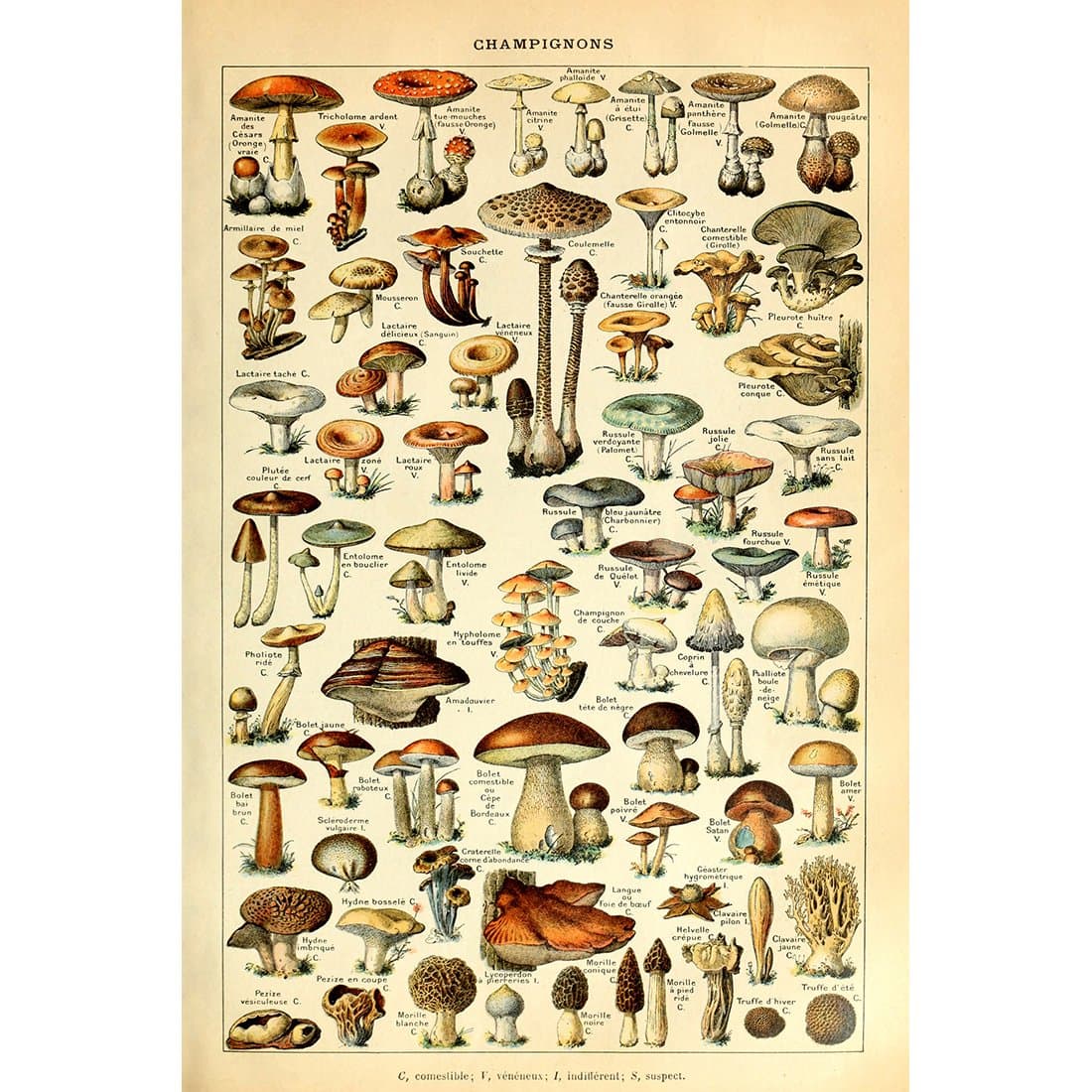 Meishe Art Vintage Poster Print Mushrooms Champignons Identification Reference Chart Diagram Illustration Botanical Educational Wall Decor