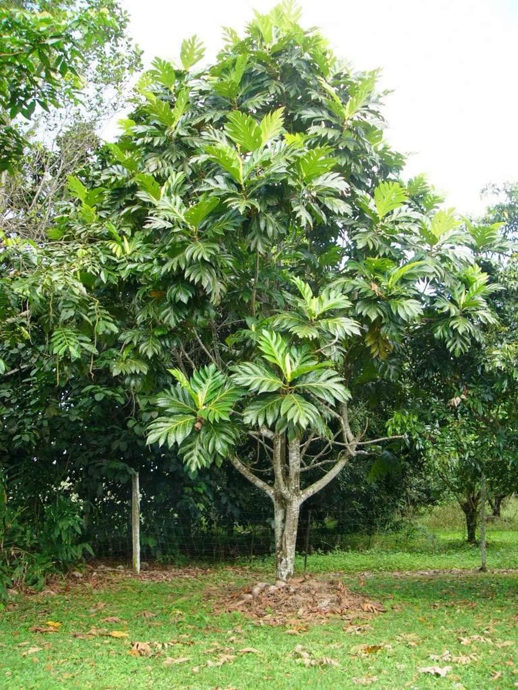 Creative Farmer Live Vegetable Plant Breadfruit Artocarpus Altilis (Parkinson) Fosberg Evergreen Tree For House Garden Plant(1 Healthy Live Plant)