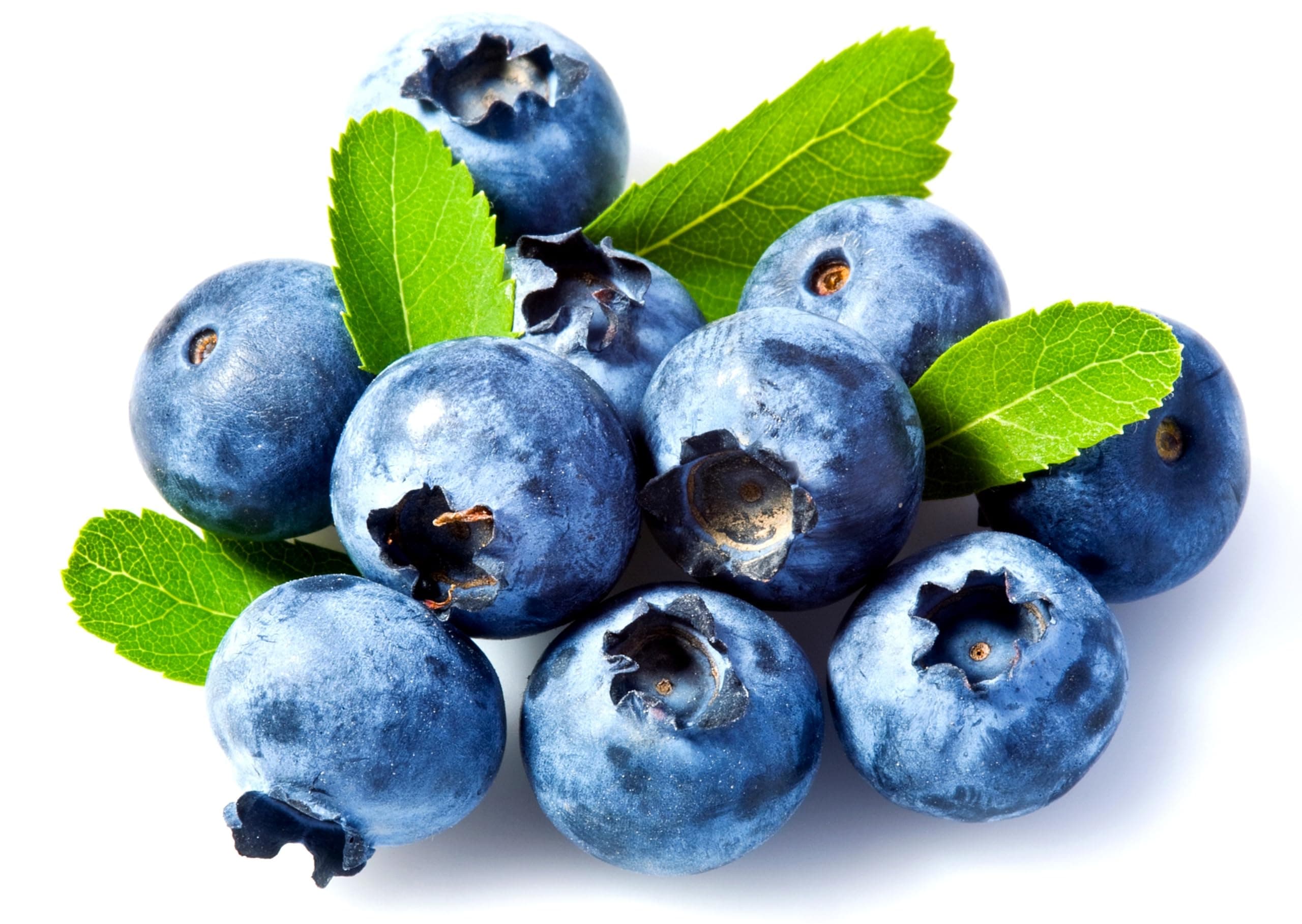 Common Bilberry Whortleberry European Blueberry Myrtle Berry Wild Berries 100+ Seeds for Planting