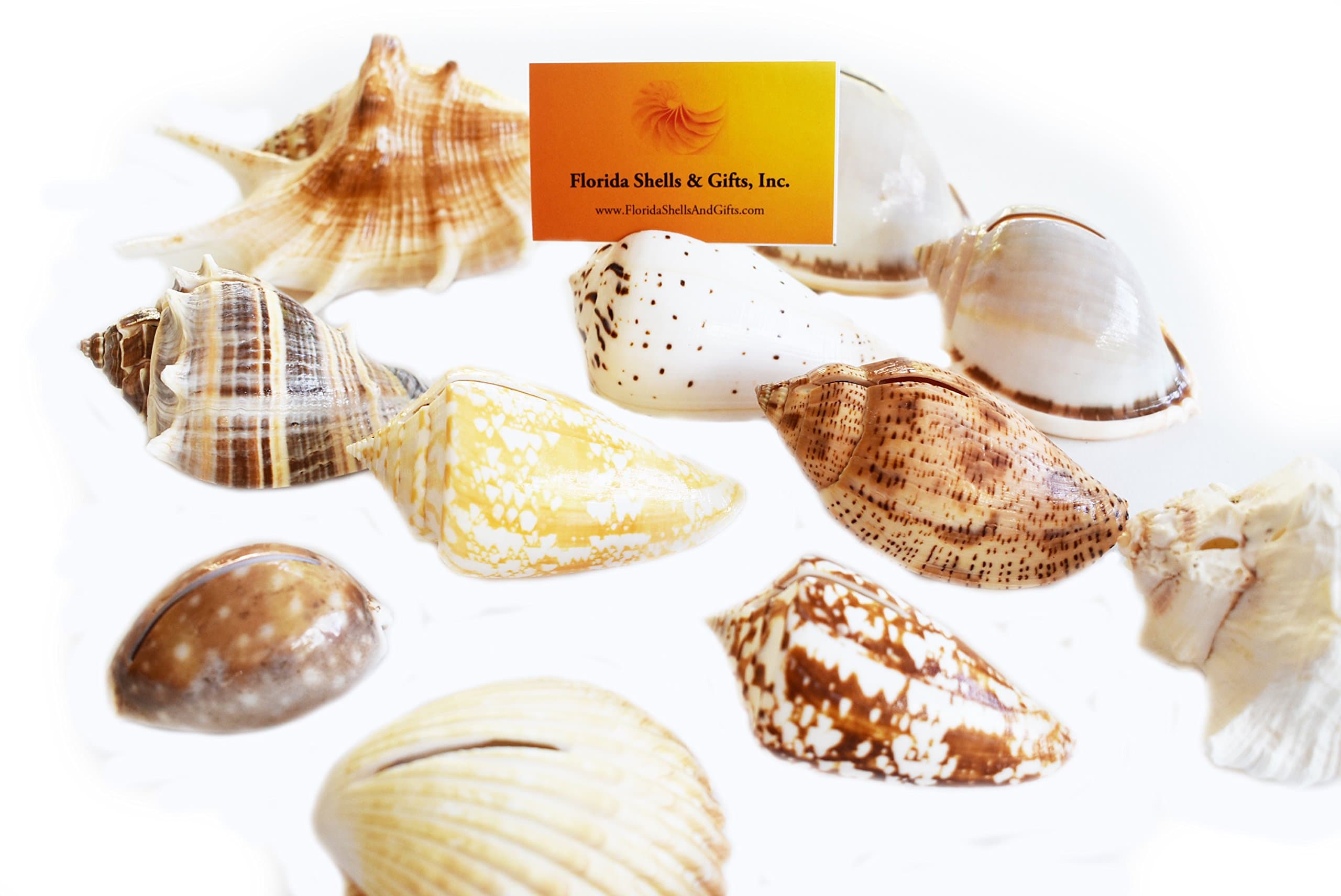 Set of 24 Genuine Seashell Place Card Holders Beach Wedding Favor Nautical Party Decor Sea Shell Table Sets