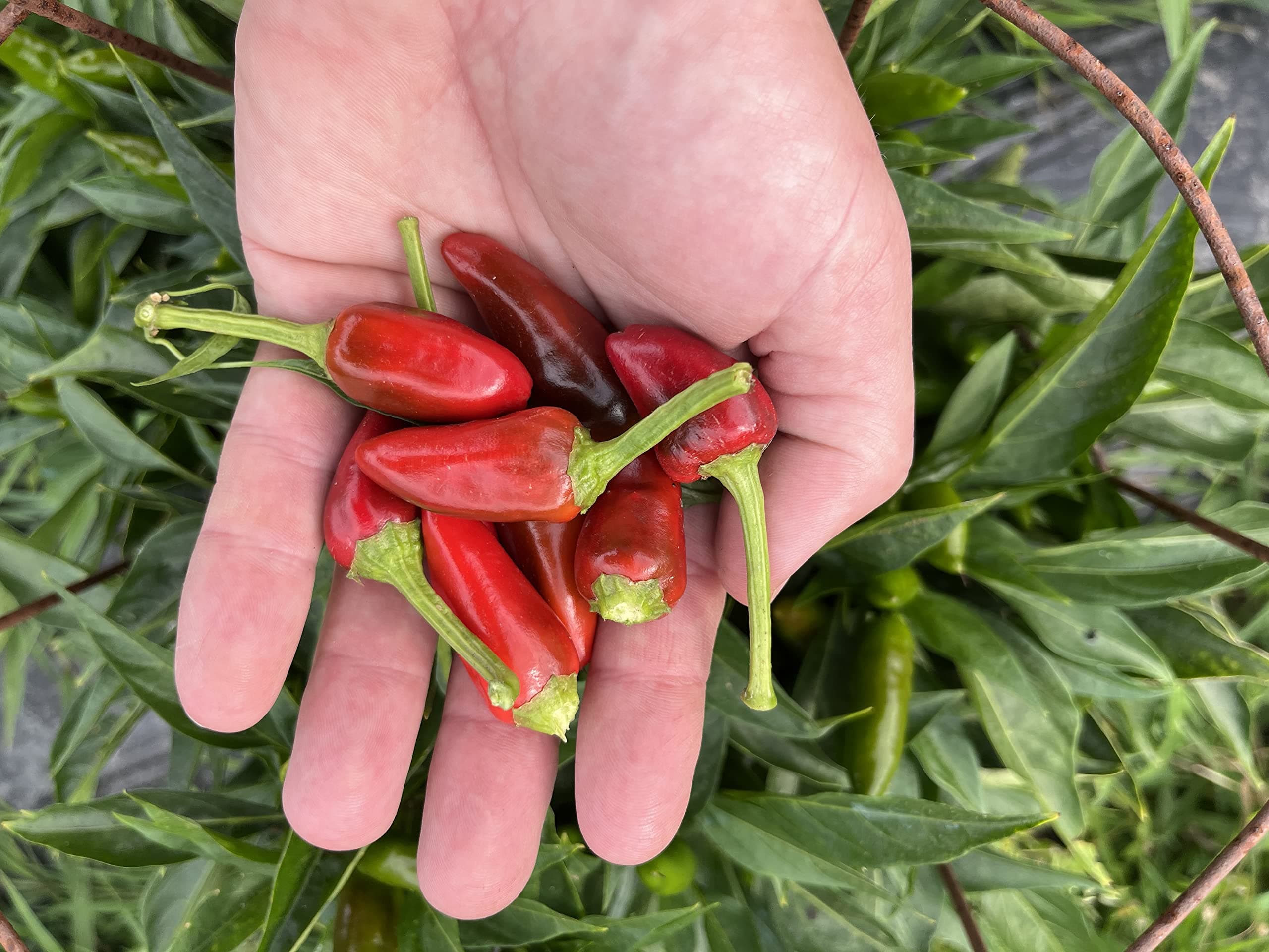 Calabrian Piccante a Mazzetti Italian Picante Calabrese Spicy Pepper of Calabria Premium Seeds for Planting Packet