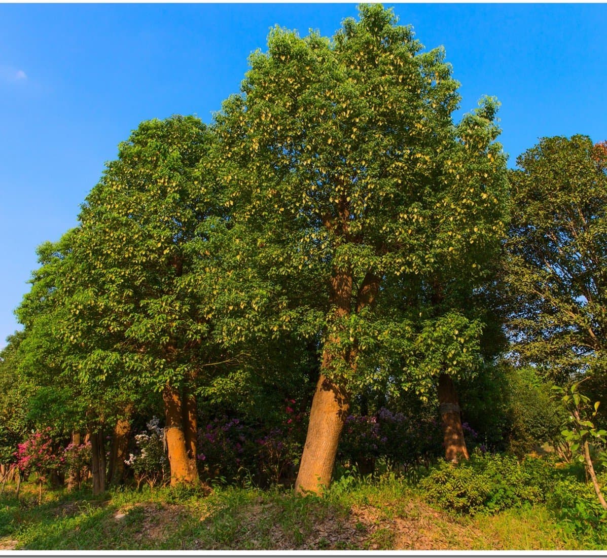 The Earth @ Large Evergreen Trees Camphor Tree Seeds 50