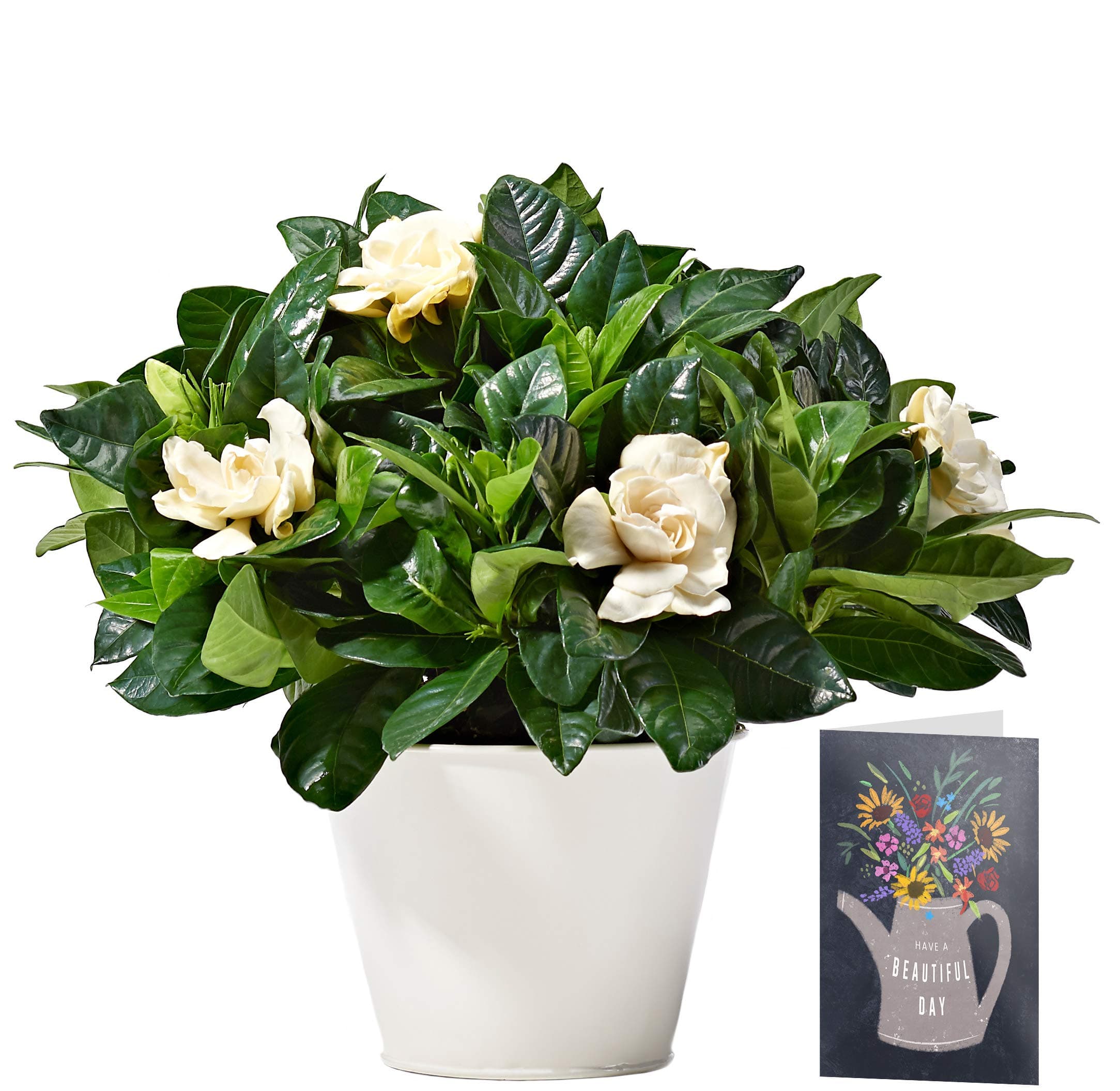 White Gardenia Plant Delivered | Free UK Delivery | Pot Included | FREE Personalised Card & Message | Our Gardenias are the Perfect Indoor House Plants | An Ideal Fresh Flower Thank You Gift for Women